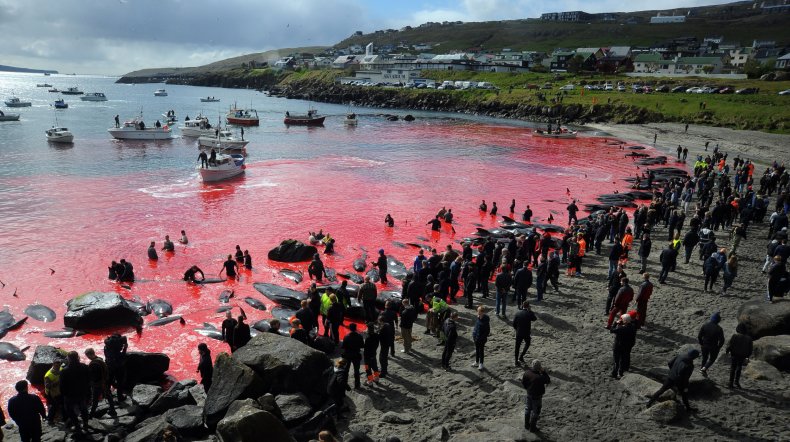 whaling faroe islands