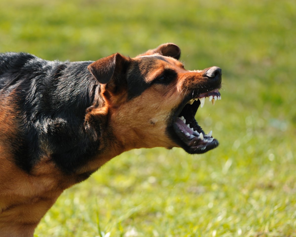 Dog barking, with mouth open, teeth showing. 