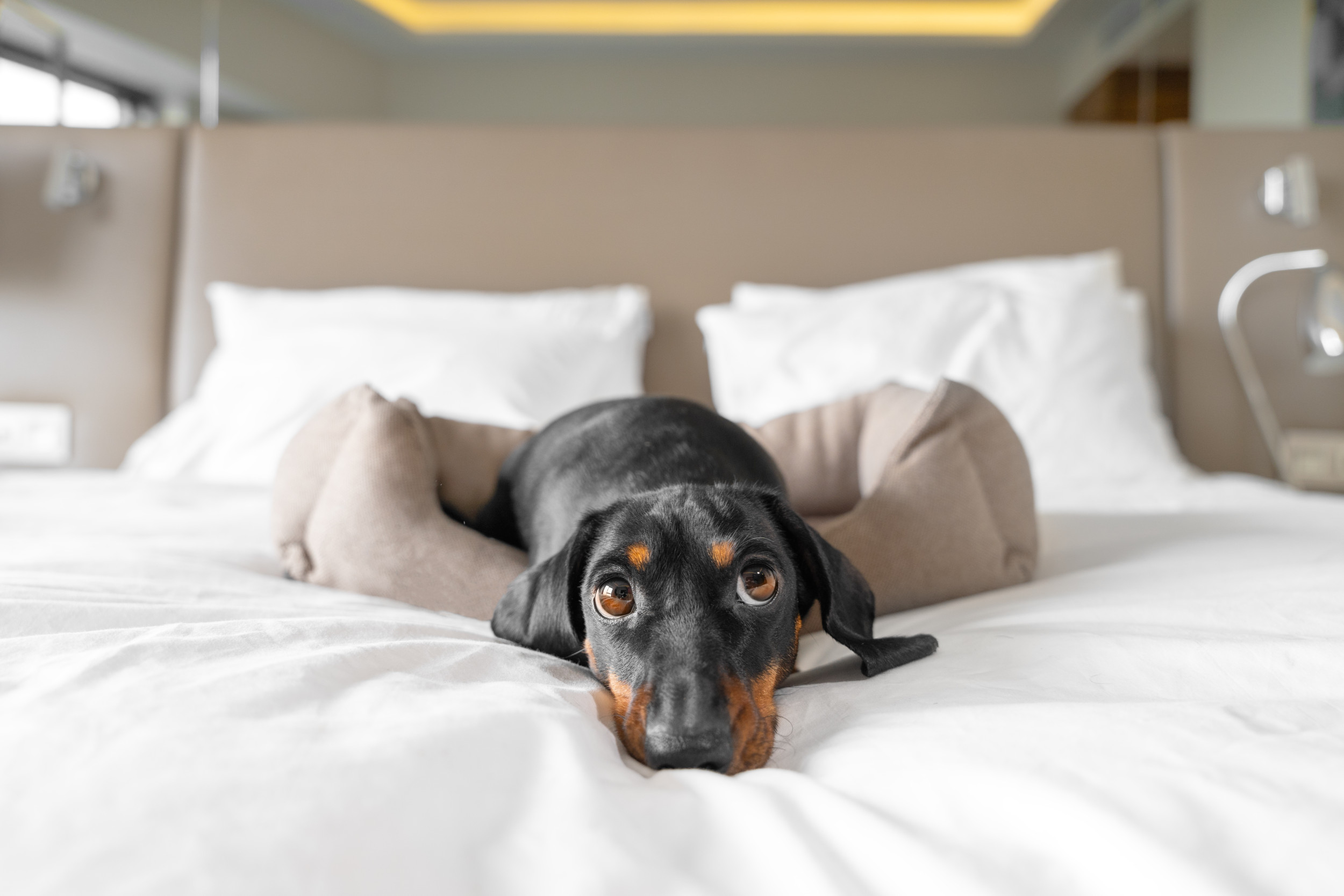 Hearts Melt Over Dachshund Keeping Owner's Spot in the Bed Warm for ...