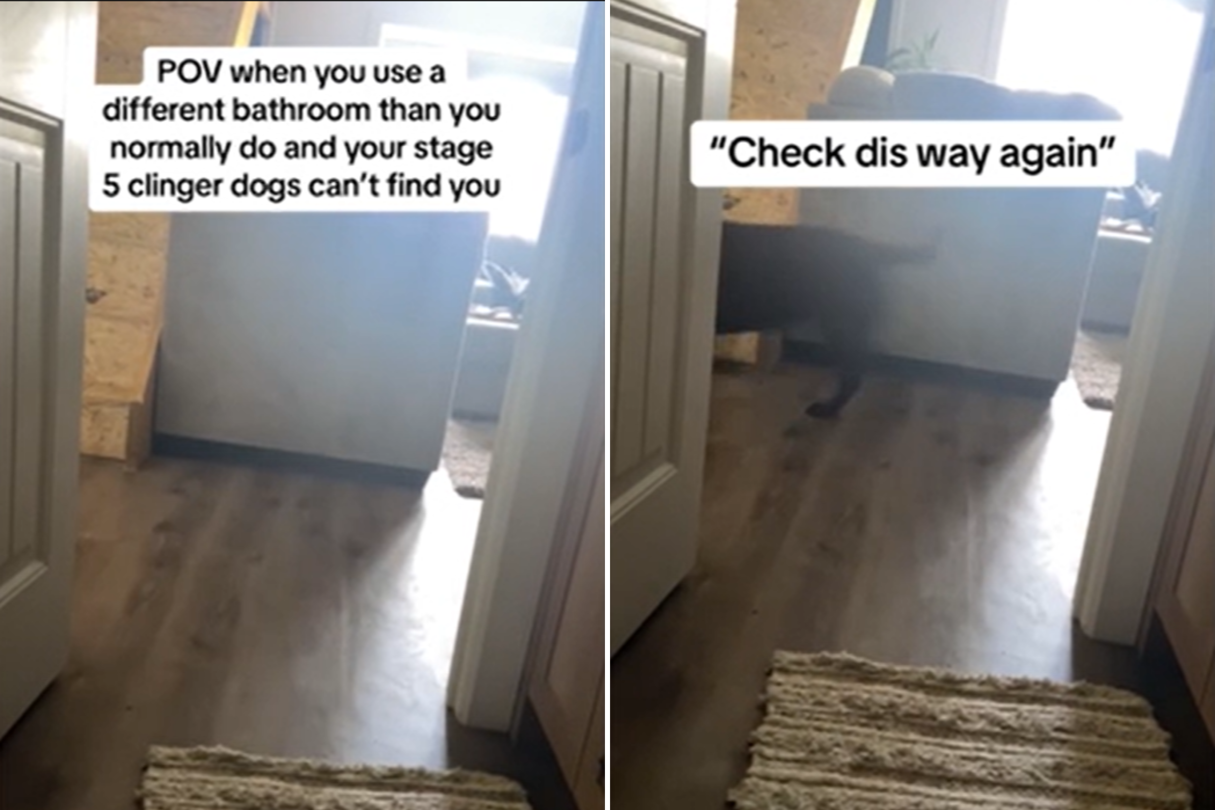 Labradors with “stage 5 clinger” filmed searching for owner in every room