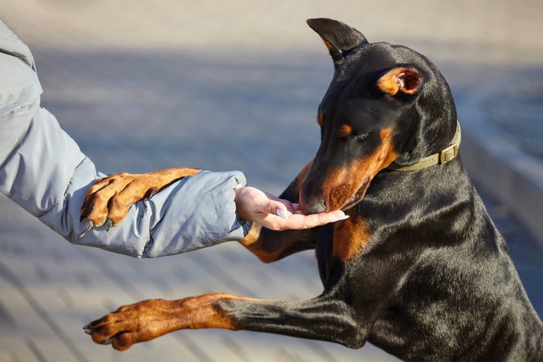 Woman teaches dog incredible self control