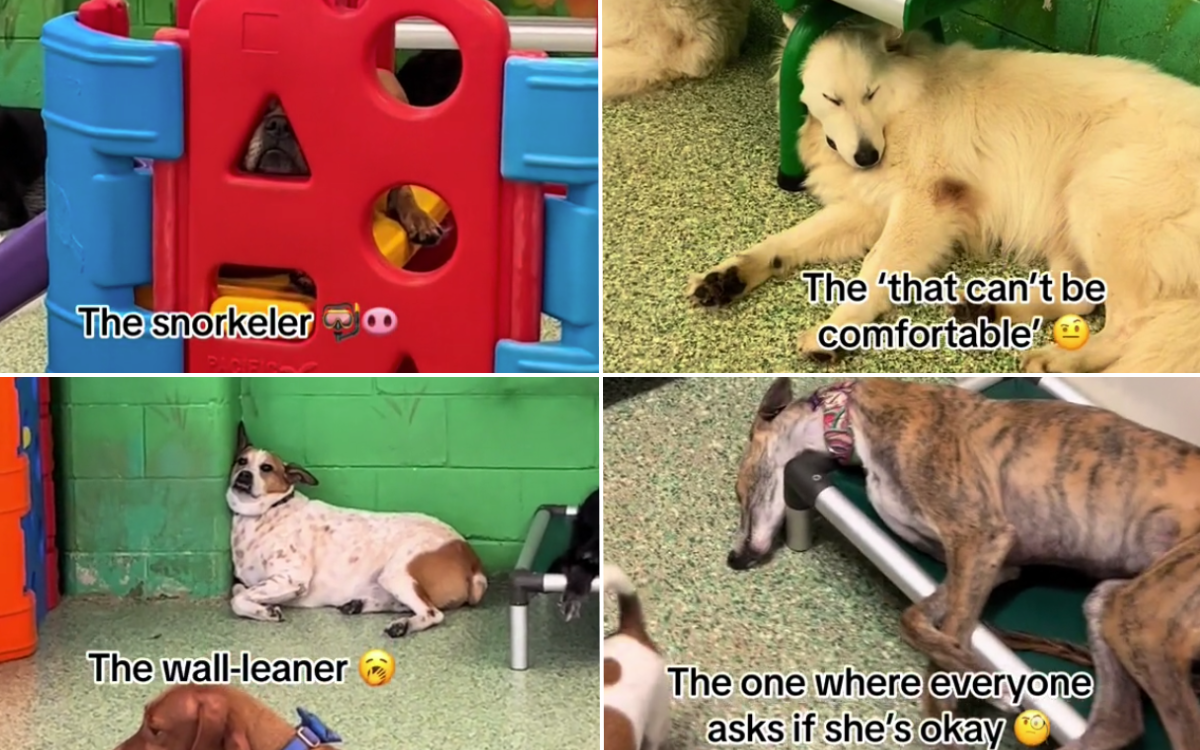 watch-the-weird-and-wonderful-ways-pets-sleep-at-doggy-daycare-canoodlers