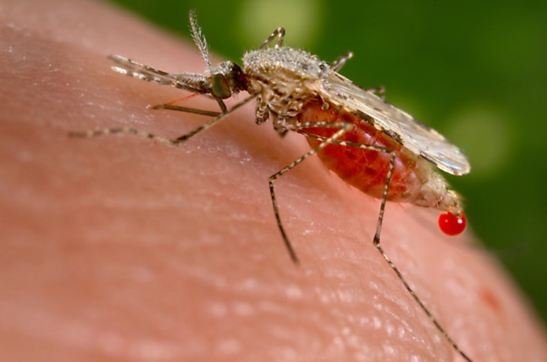 U.S. Malaria Cases Reported in Texas, Florida 
