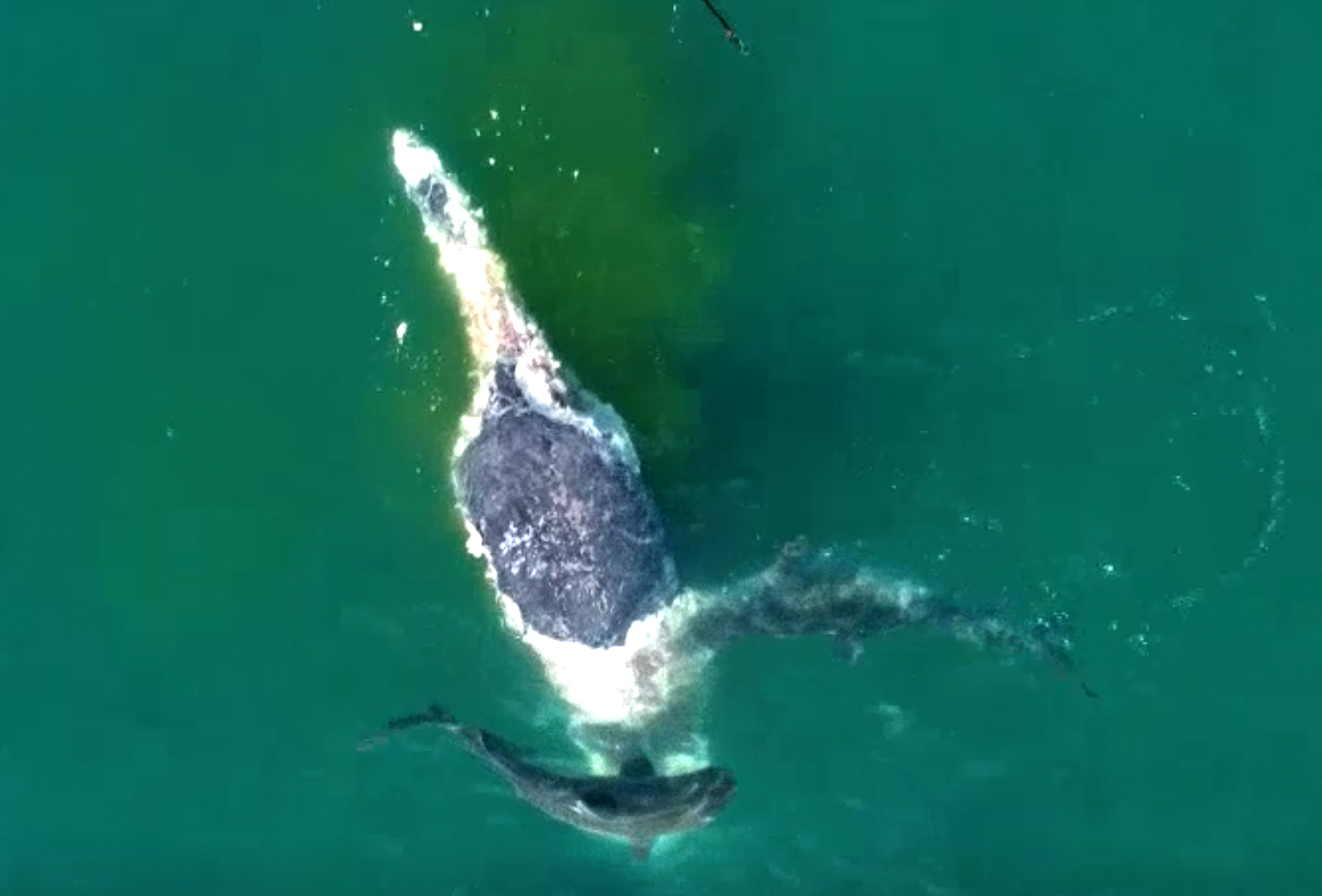 watch-as-nearly-50-sharks-feast-on-dead-humpback-whale-in-feeding