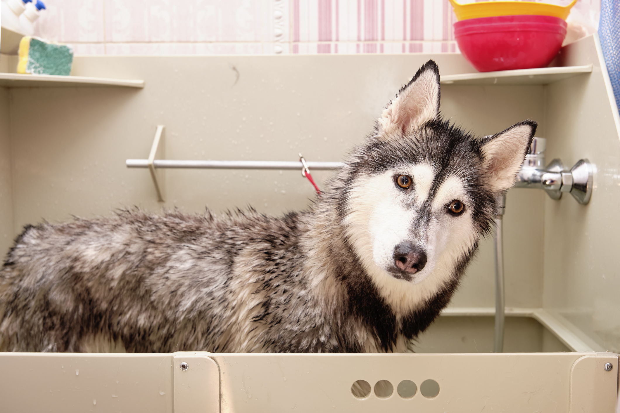 Internet not prepared for how rescue husky was treated at groomers