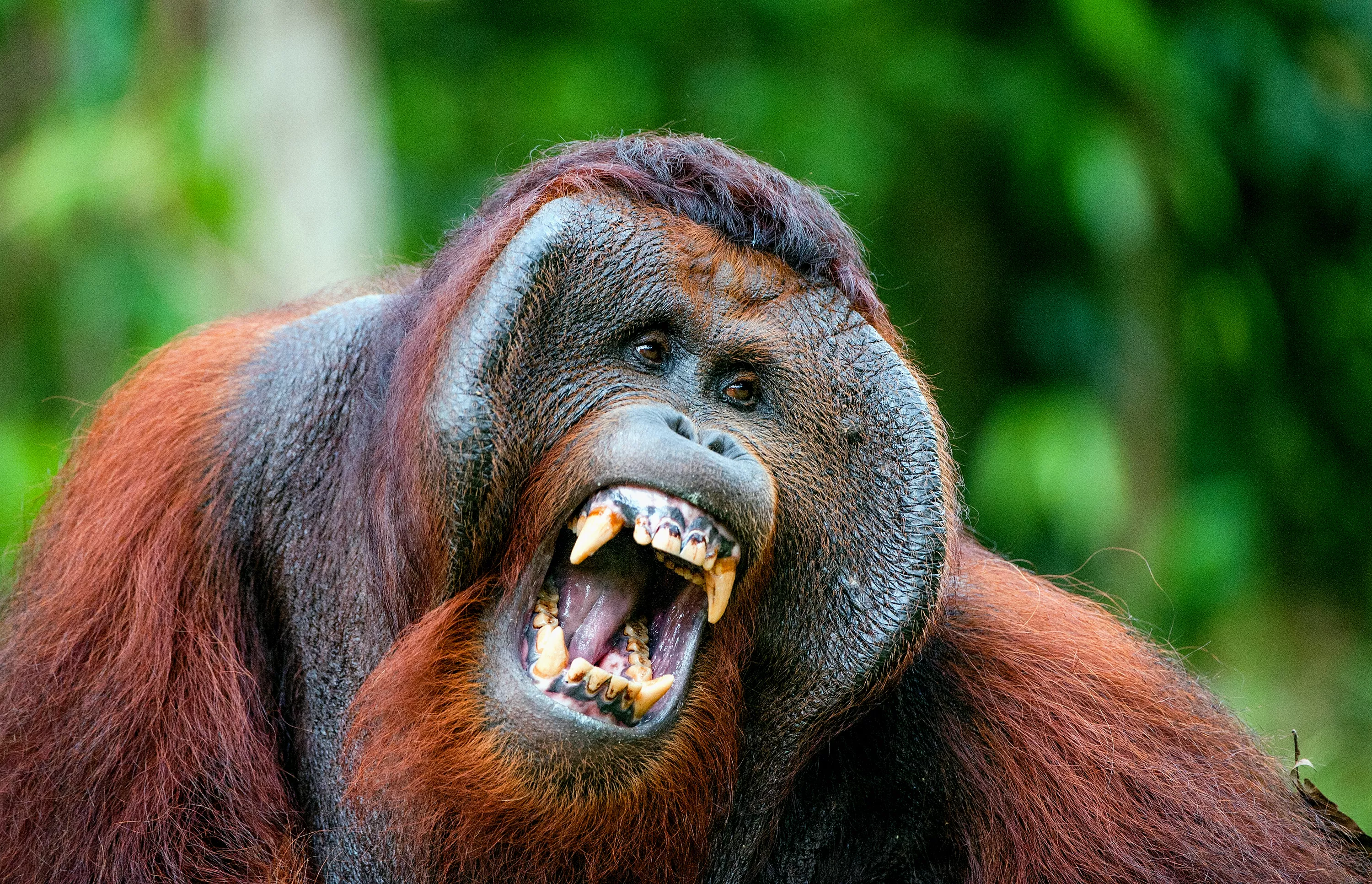Orangutans Can Beatbox, Scientists Discover - Vimarsana News