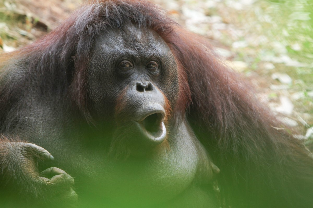 orangutan vocal