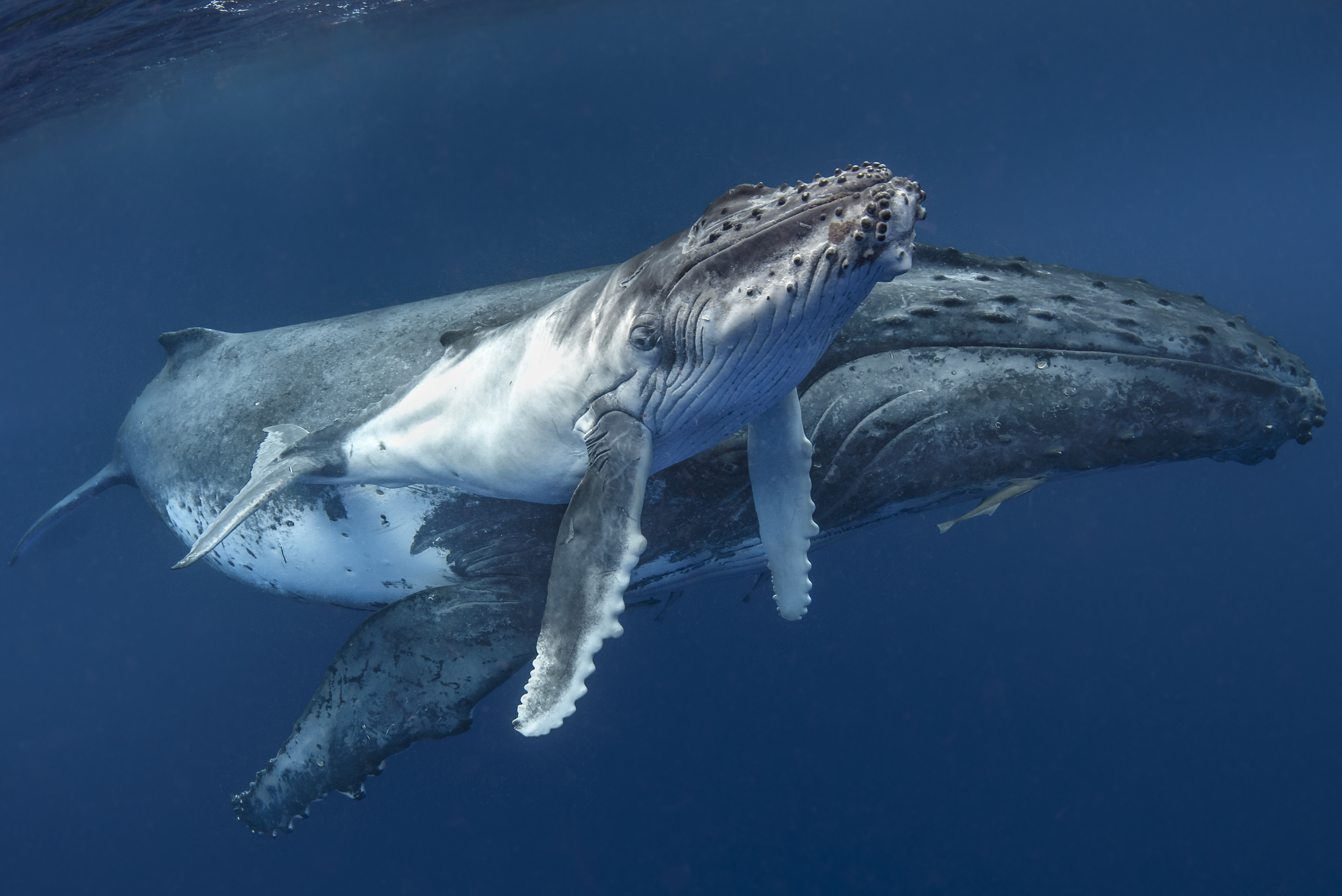 giant humpback whale