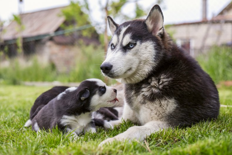 Husky cross with puppies