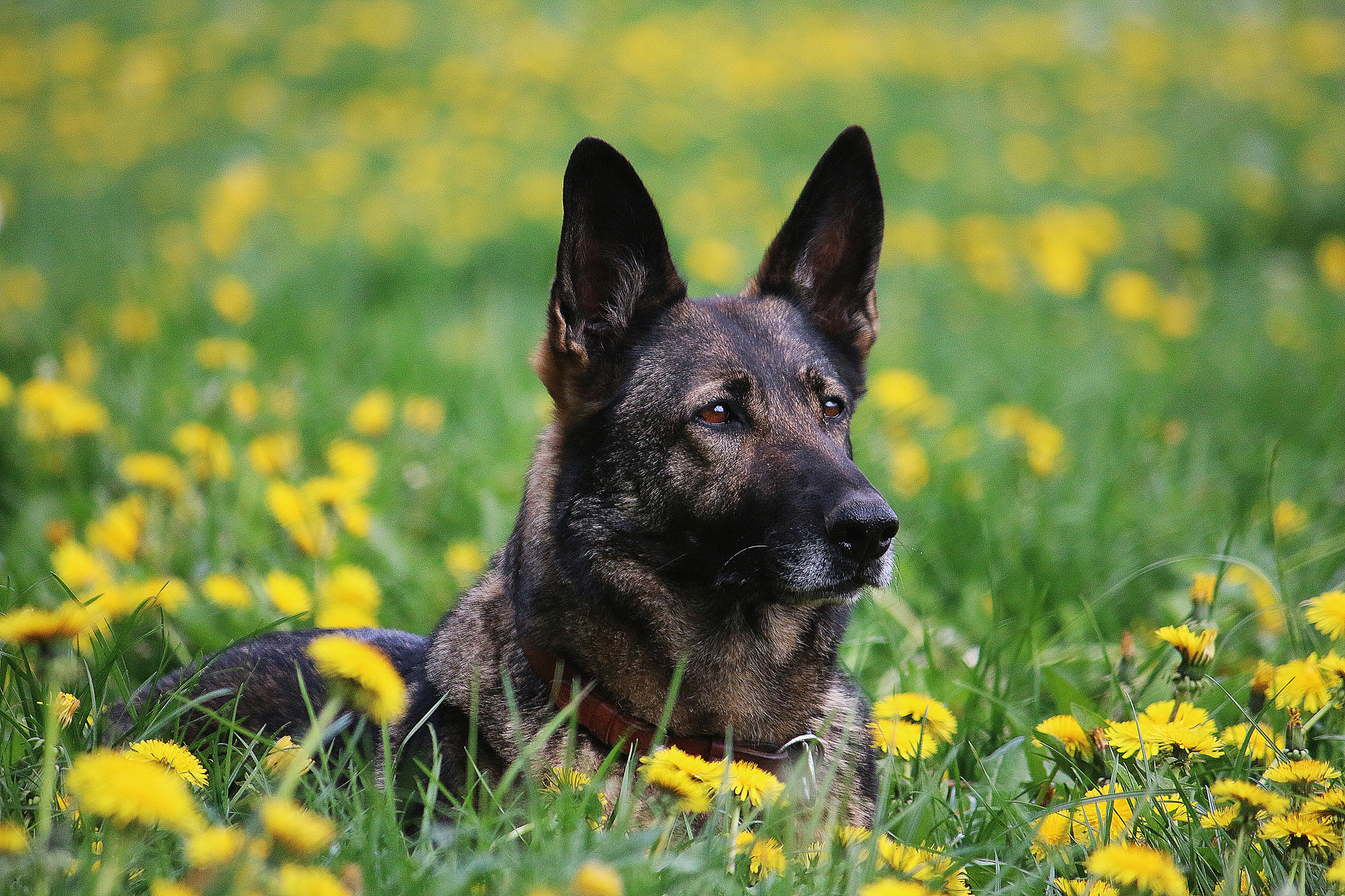 Show me pictures of a best sale belgian malinois