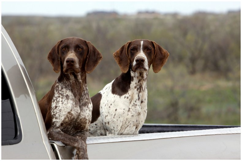 image of two German shorthair pointers