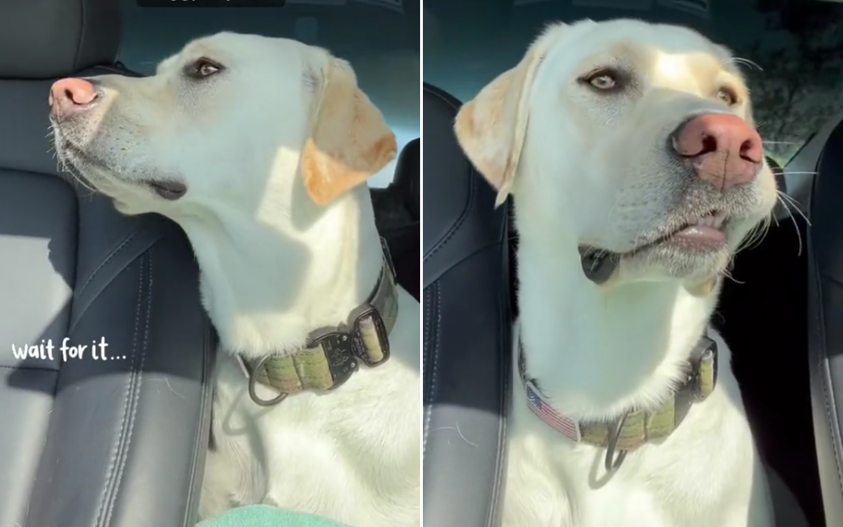 Labrador has hilarious reaction after realizing he’s going to doggy daycare