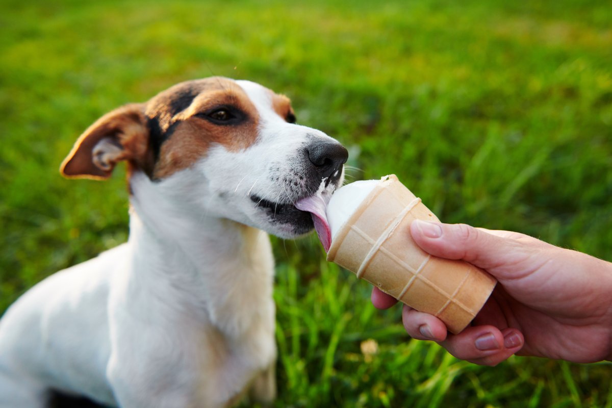 Should You Let Your Dog Lick Your Face? It Depends