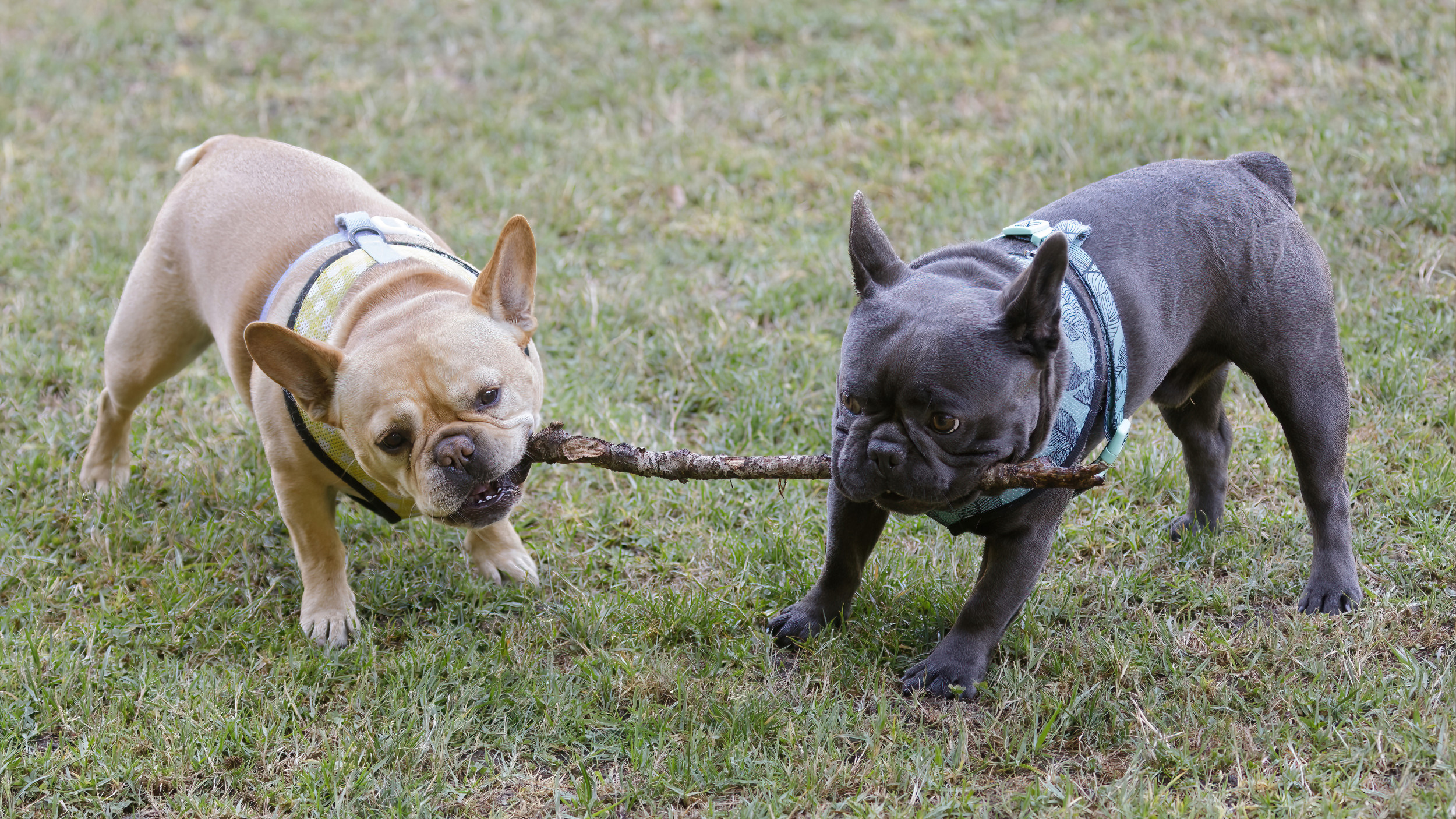 French Bulldog Puppies Having a Heated Argument in the Car Melt Hearts