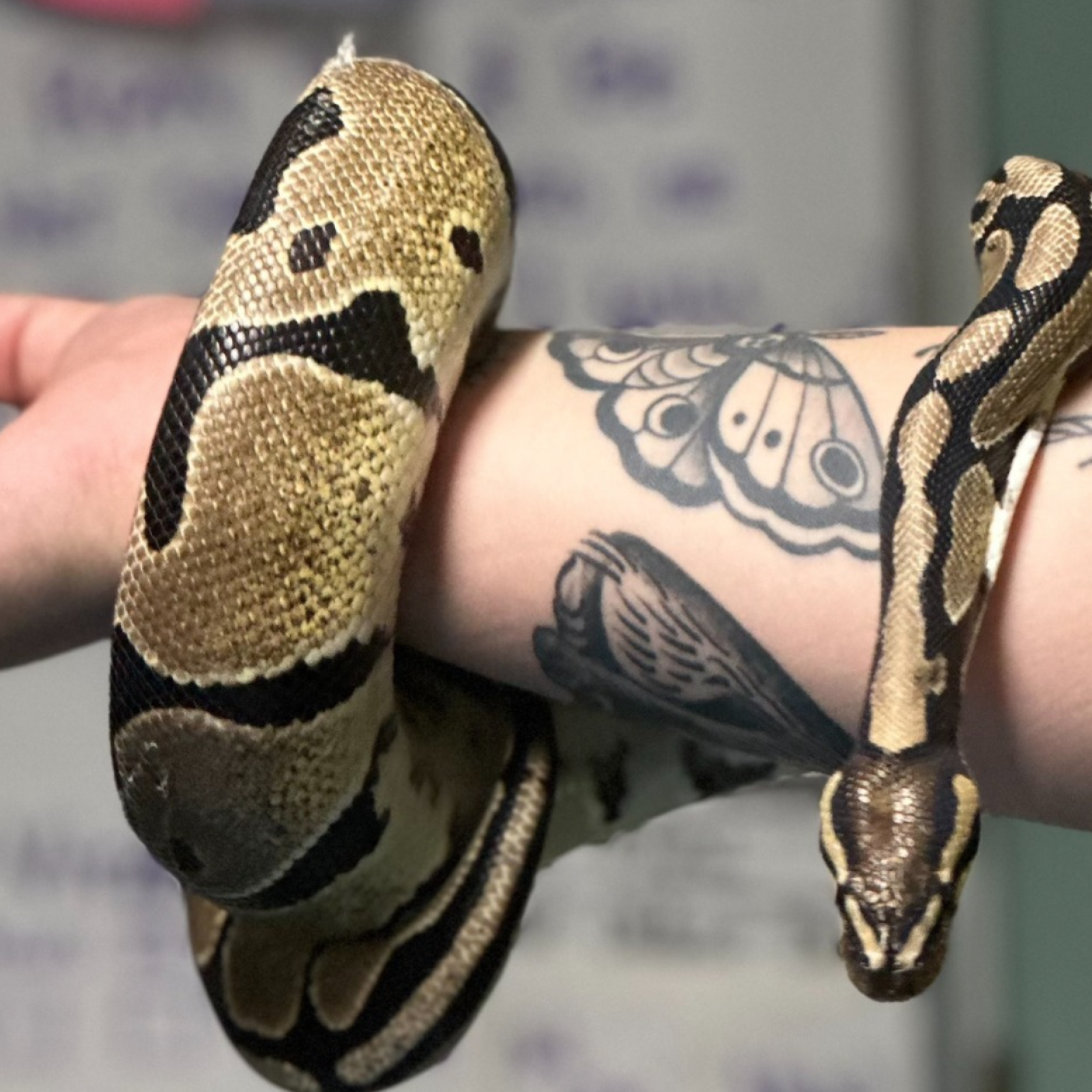 Baby Python Snake Pictures