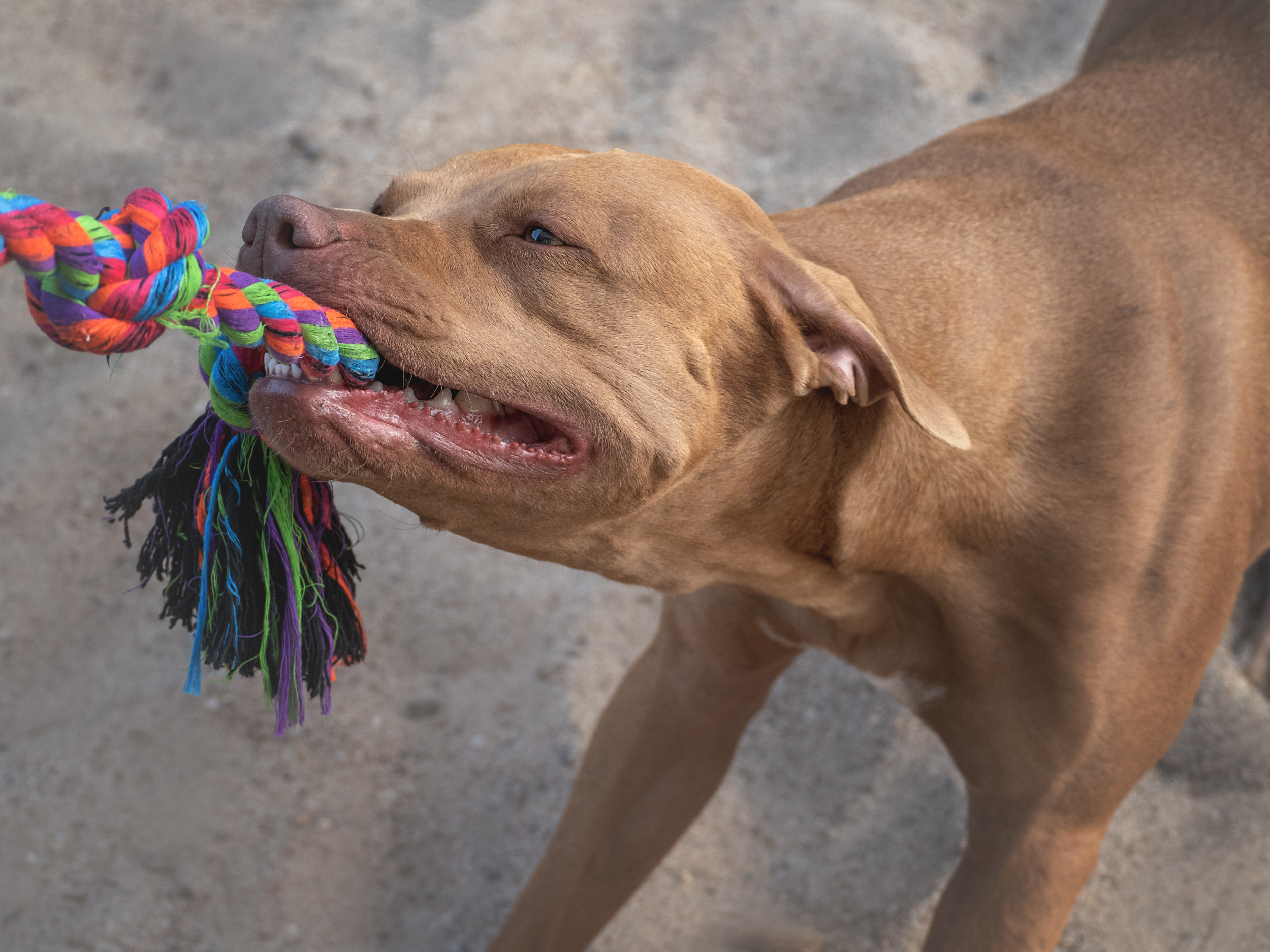 Watch adorable moment man gives 80 street dogs toys for first time