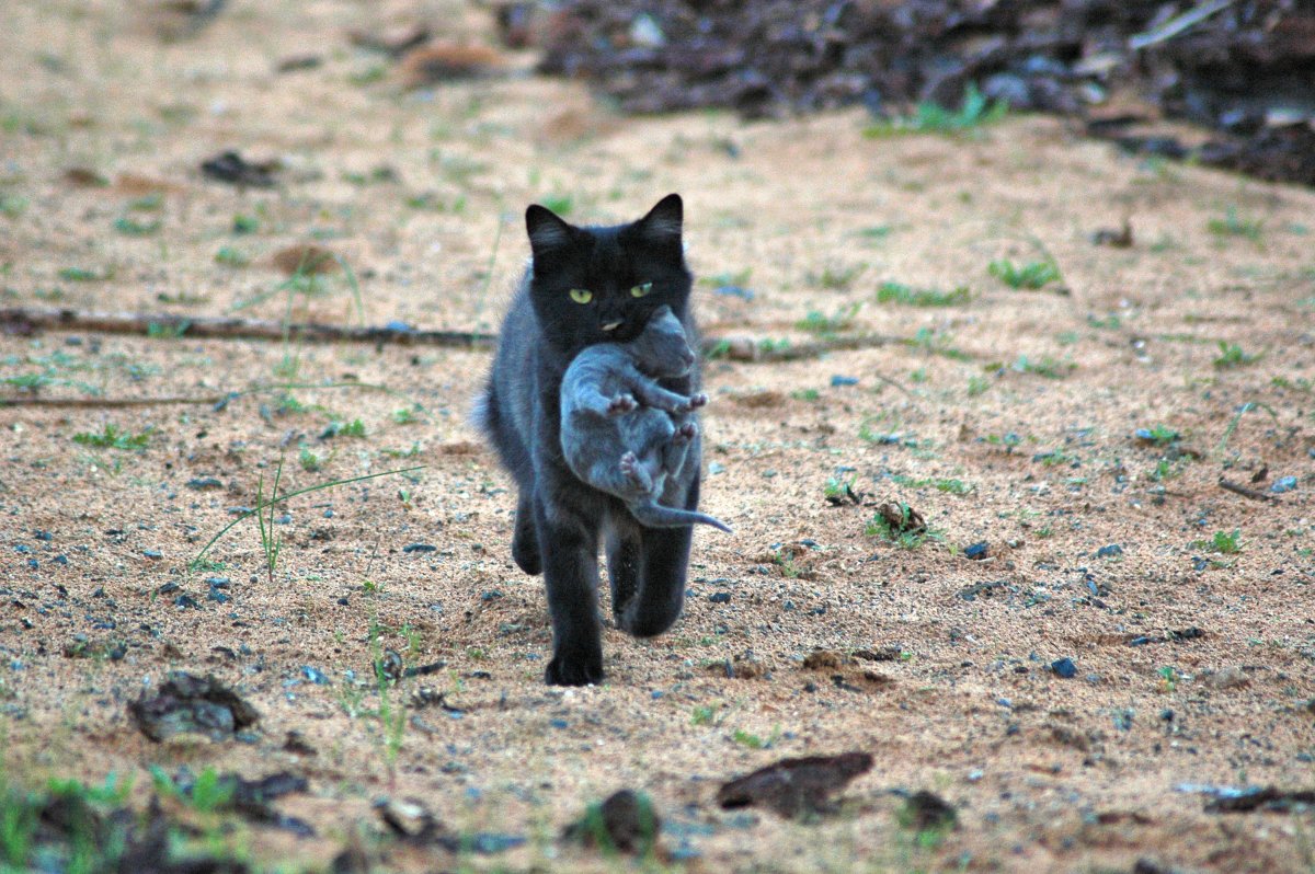 Feral Cats To Be Poisoned To Save Other Species From Extinction Newsweek feral-cats-to-be-poisoned-to-save-other-species-from-extinction-newsweek