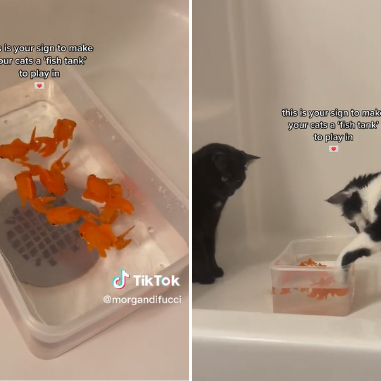 Homemade fish tank hot sale