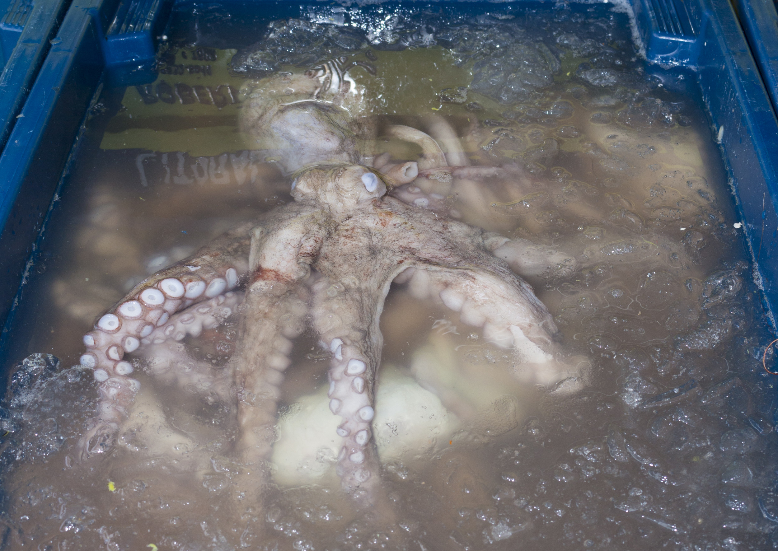 “Horrific terror and pain”: Warning octopus farm will lead to cannibalism