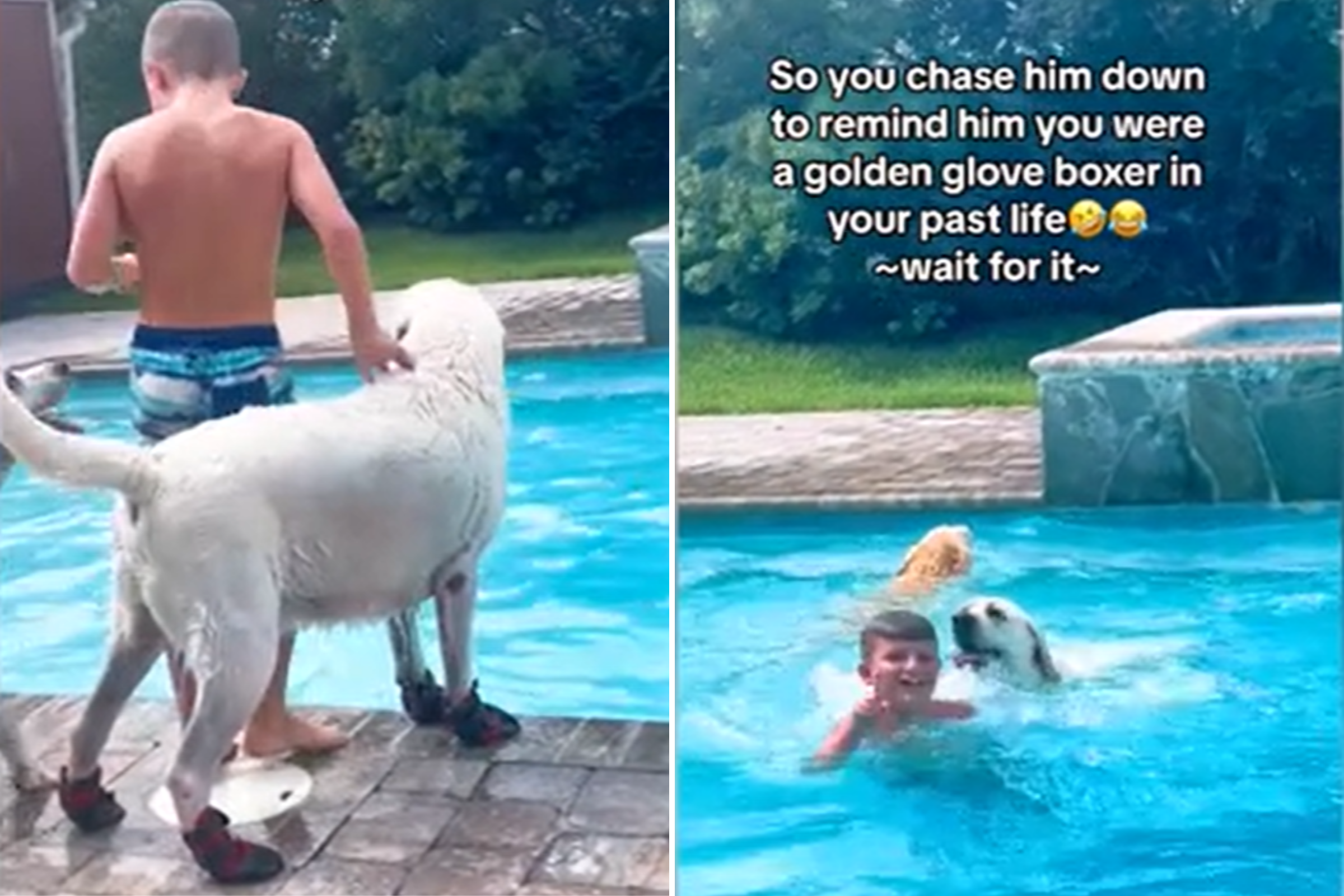 Labrador gets his hilarious revenge after brother pushes him into the pool