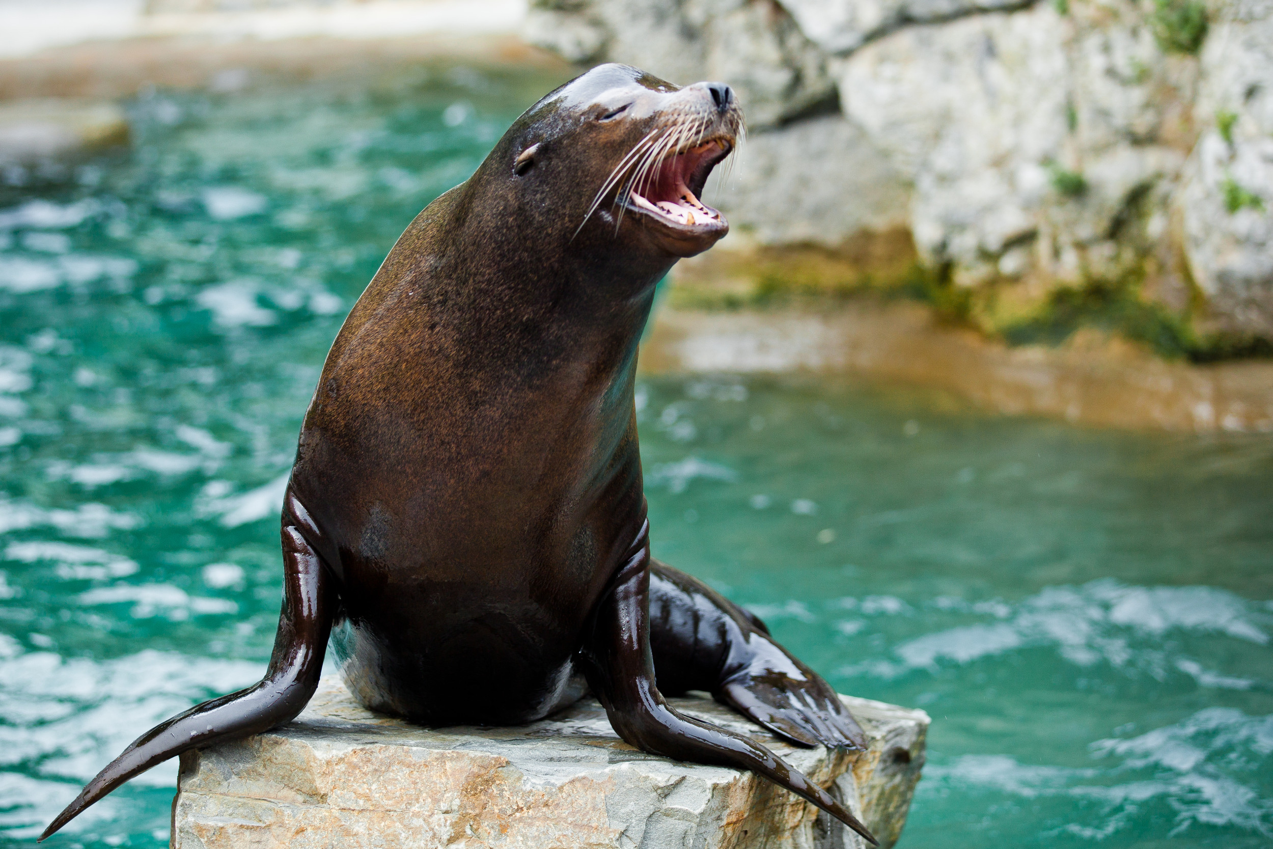 Sick sea lions wash up on California beaches due to toxic algae
