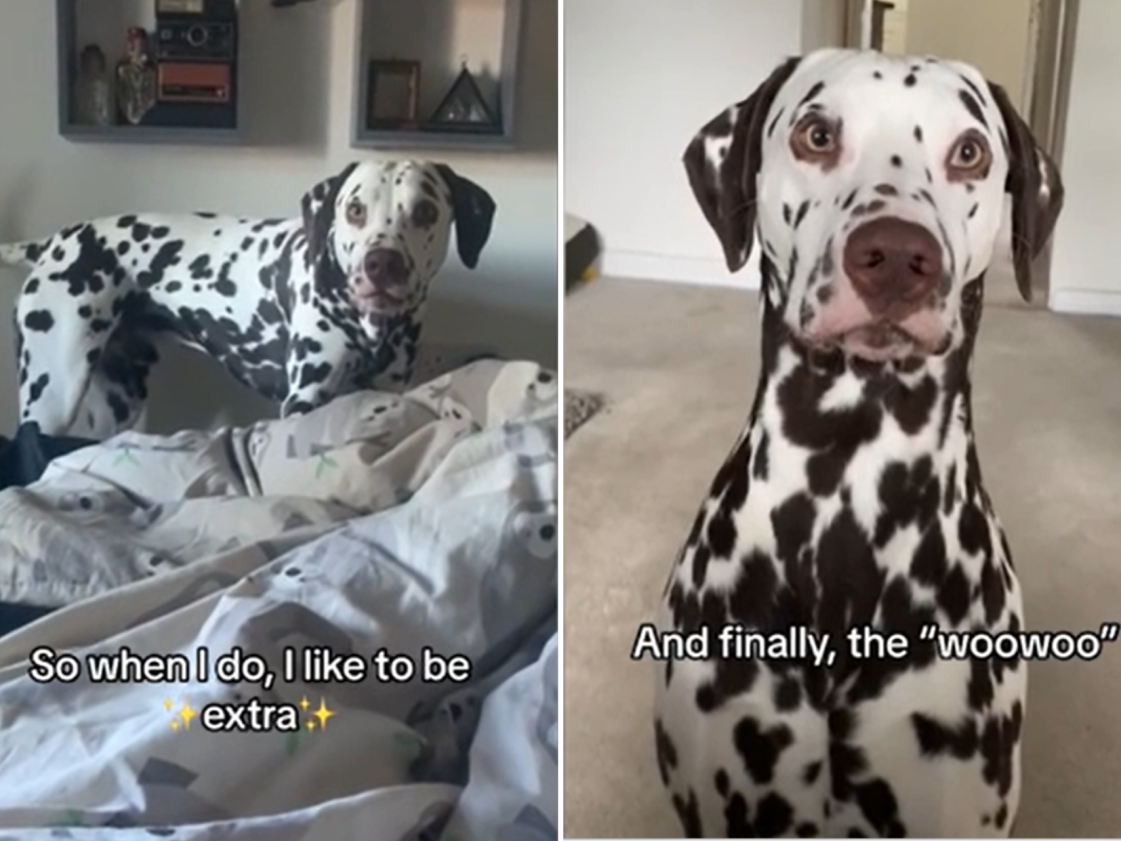 Dalmatian funny best sale