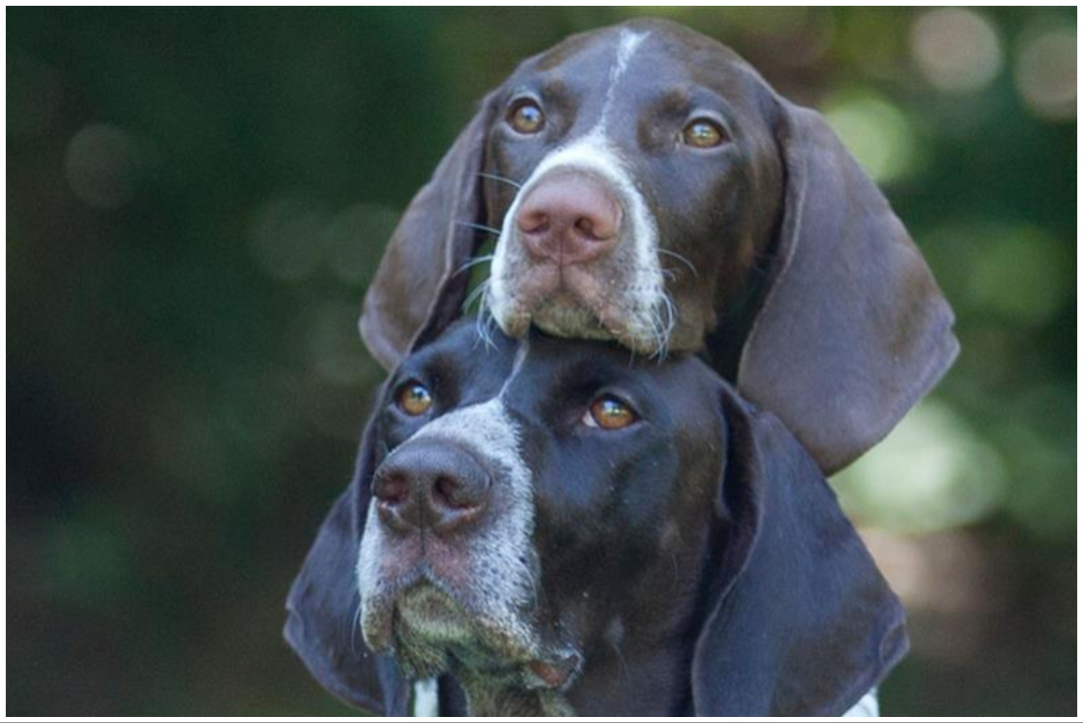 My german shorthaired hot sale pointer is crazy