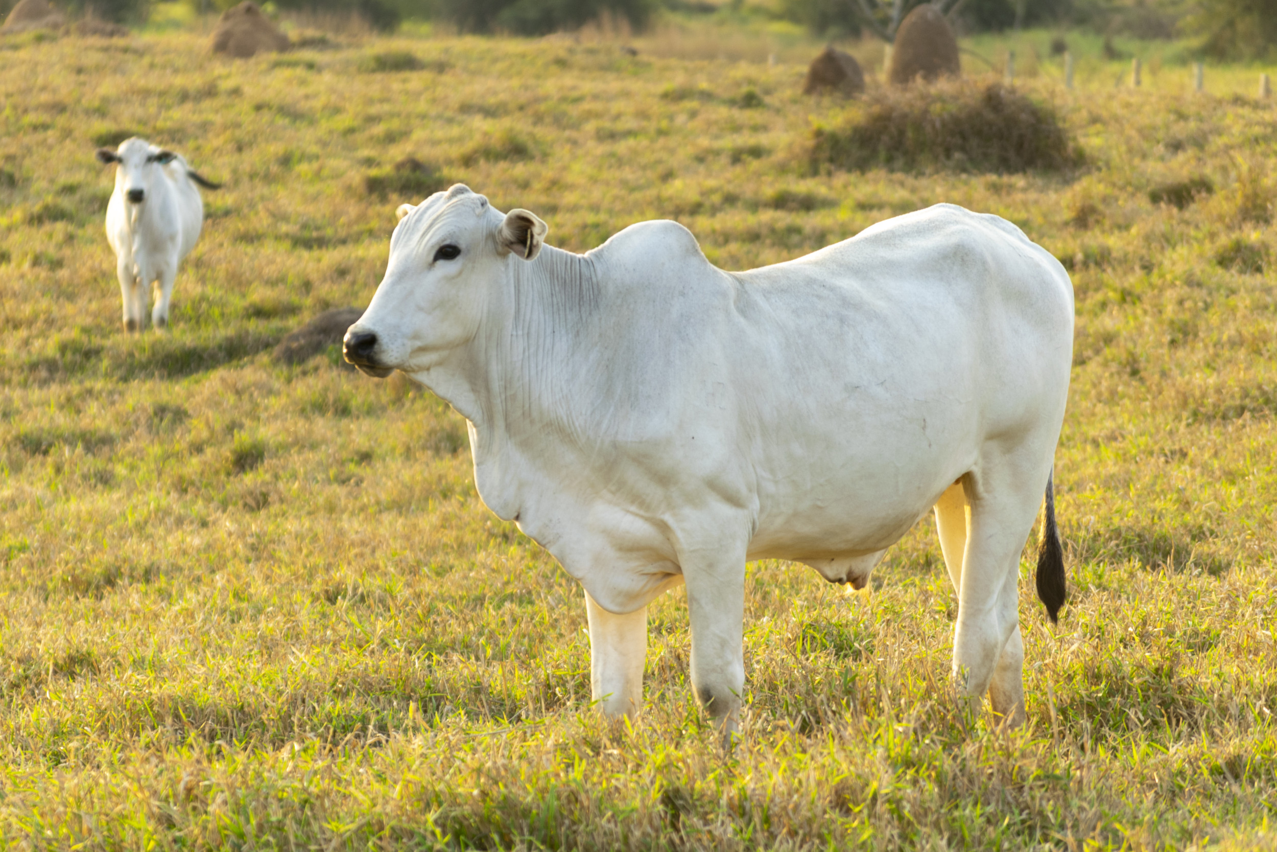 World s Most Expensive Cow Breaks Own Record For Astronomical Price 