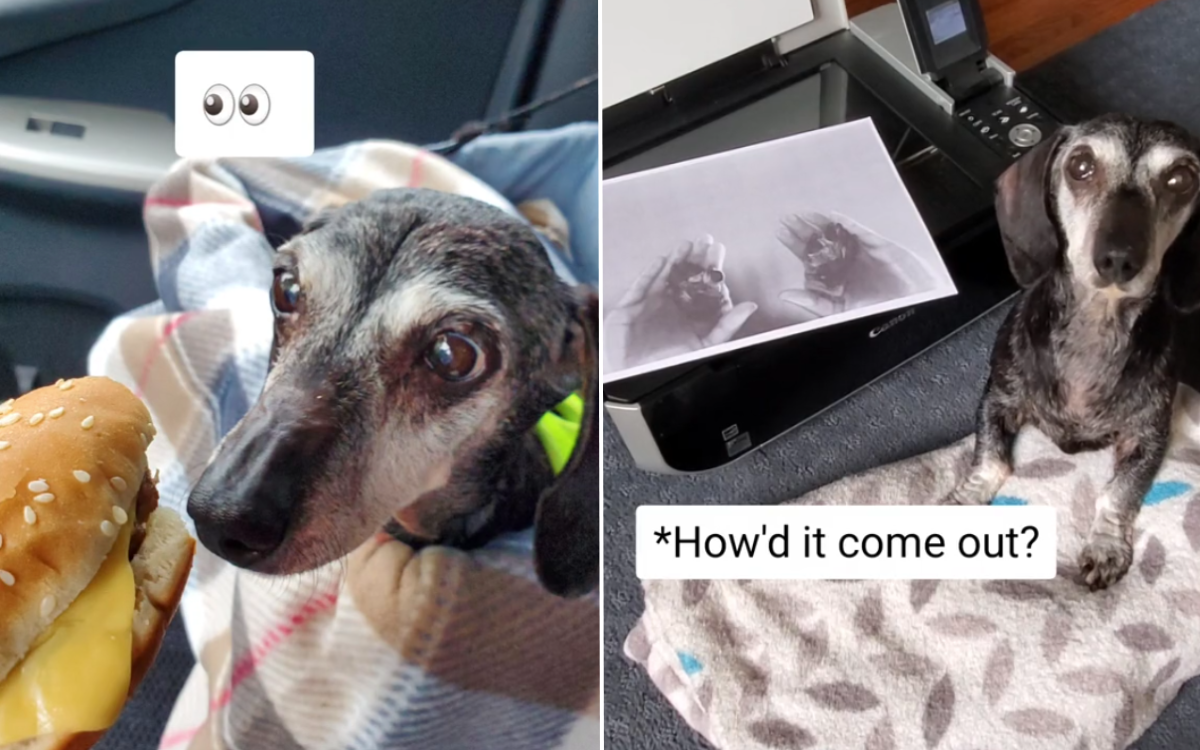 Dying dachshund owner vows to make each day count with “cancer bucket list”