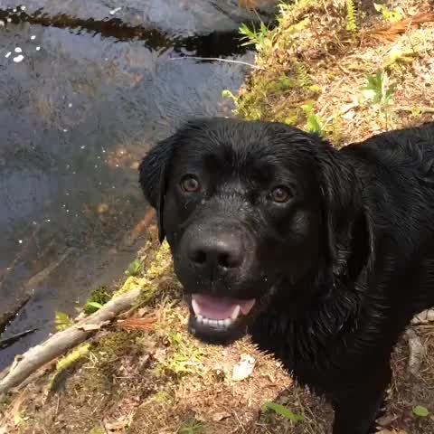 Why Is My Puppy Obsessed With Water
