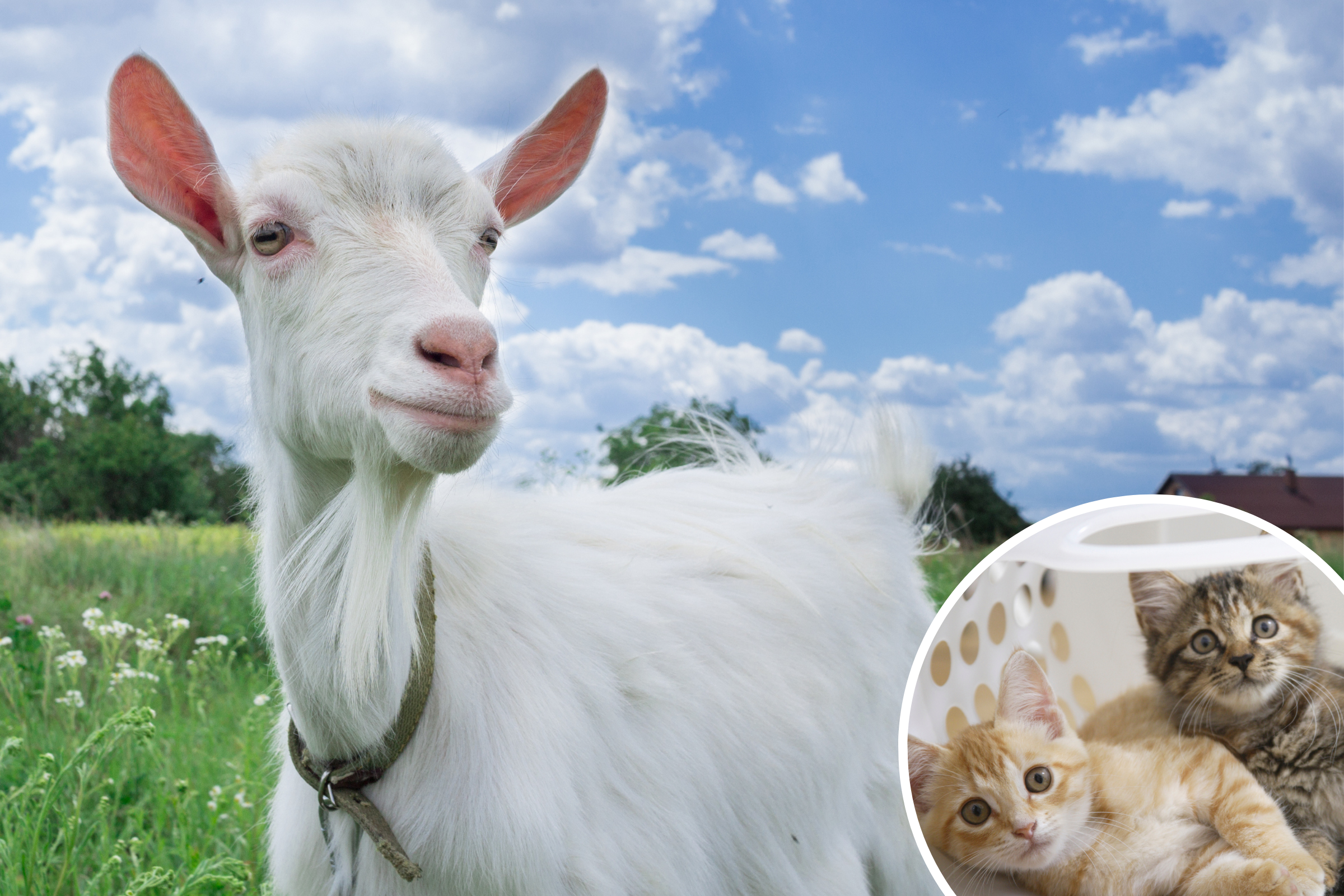 Disbelief Over Who Steps Up as Kittens' Babysitter on Farm–'Dream Situation' - Vimarsana News