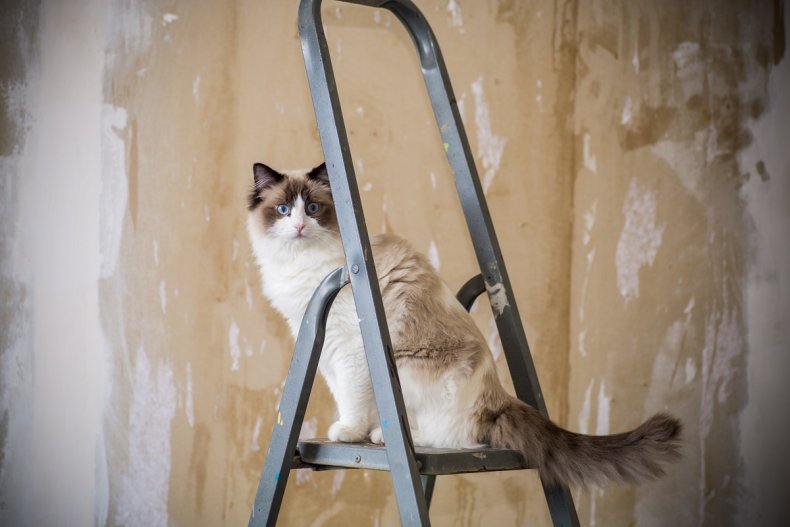 Cat sitting on ladder to help DIY