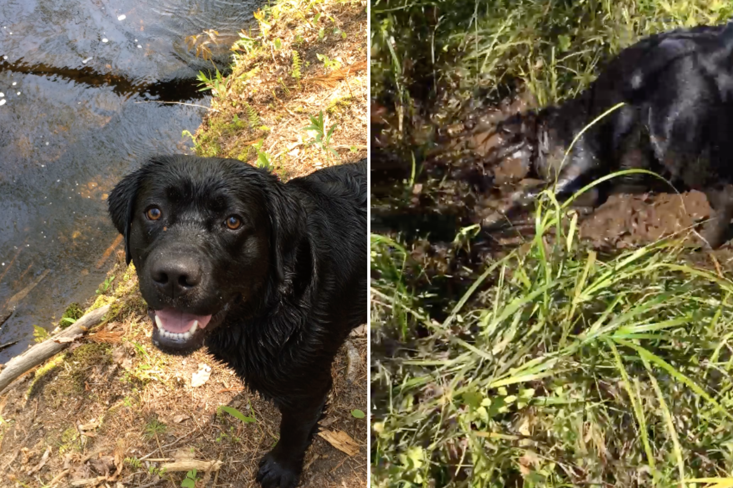 Labrador obsessed with water dives straight into mud in hilarious video