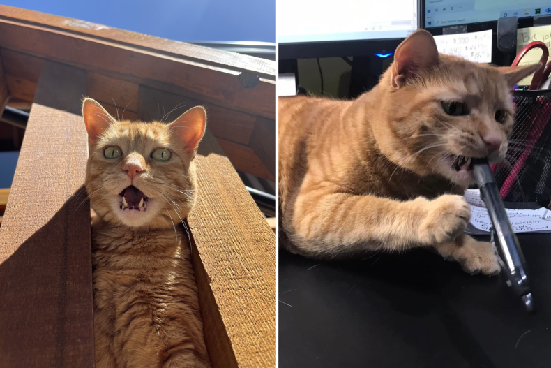 Percy the cat