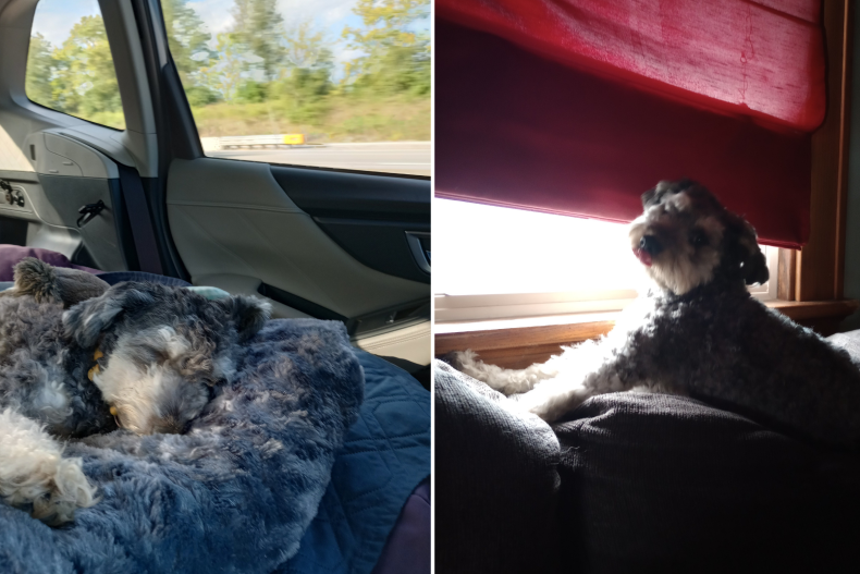 Bernedoodle Faith