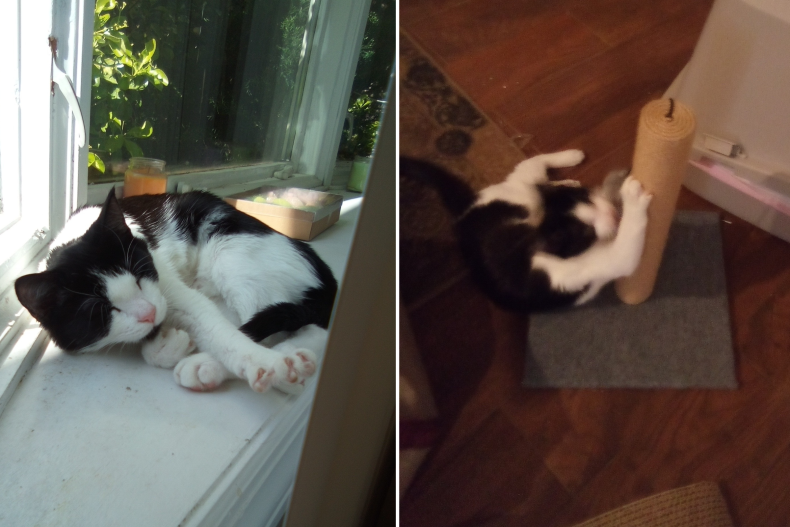 Salt and Pepper the kitten