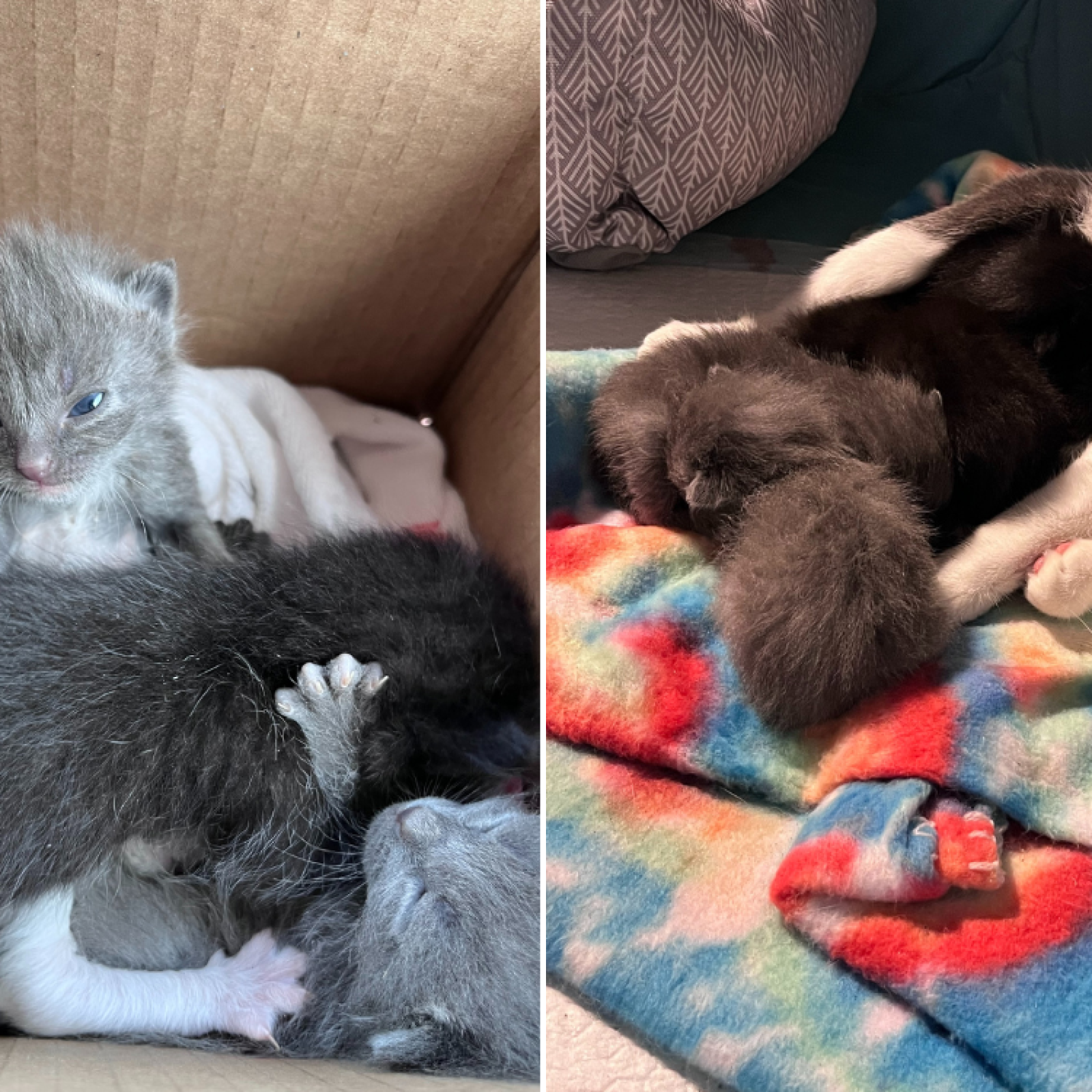 Grieving Cat Who Lost Litter Adopts 5 Orphaned Kittens She Is a Mom Newsweek