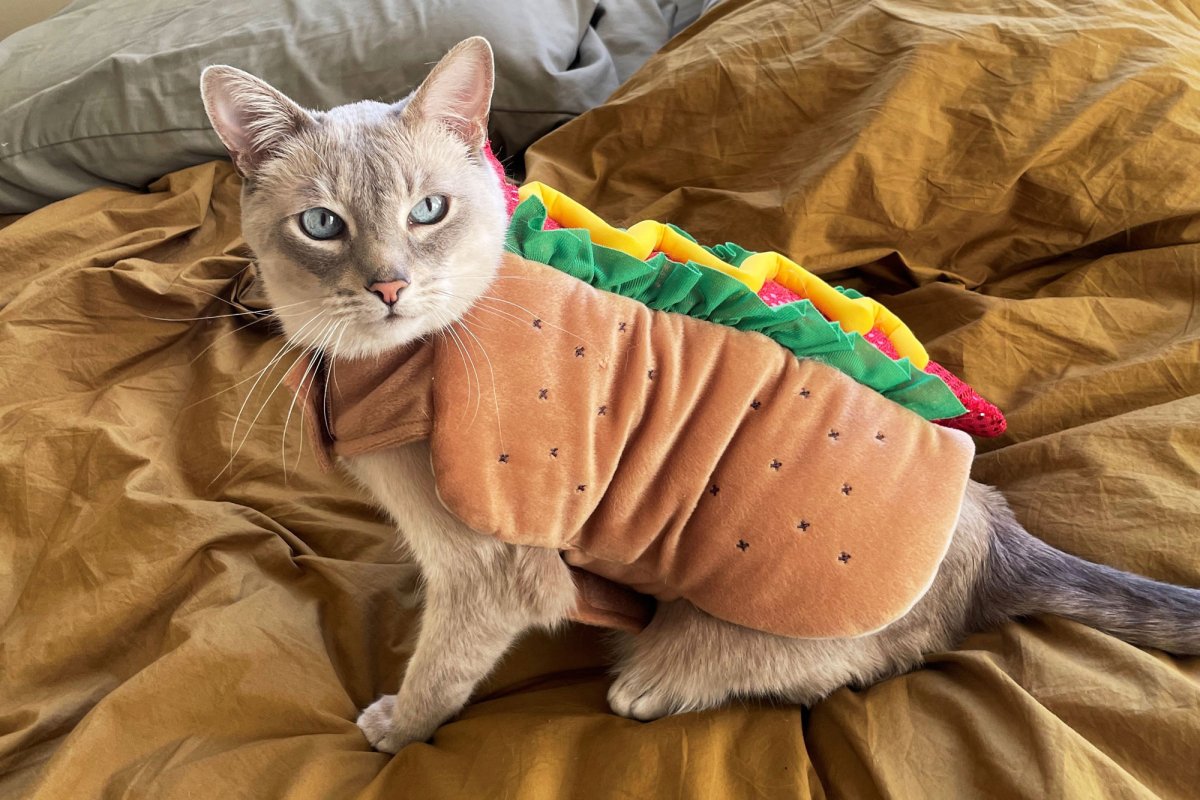 Siamese Cat in Hot Dog Costume