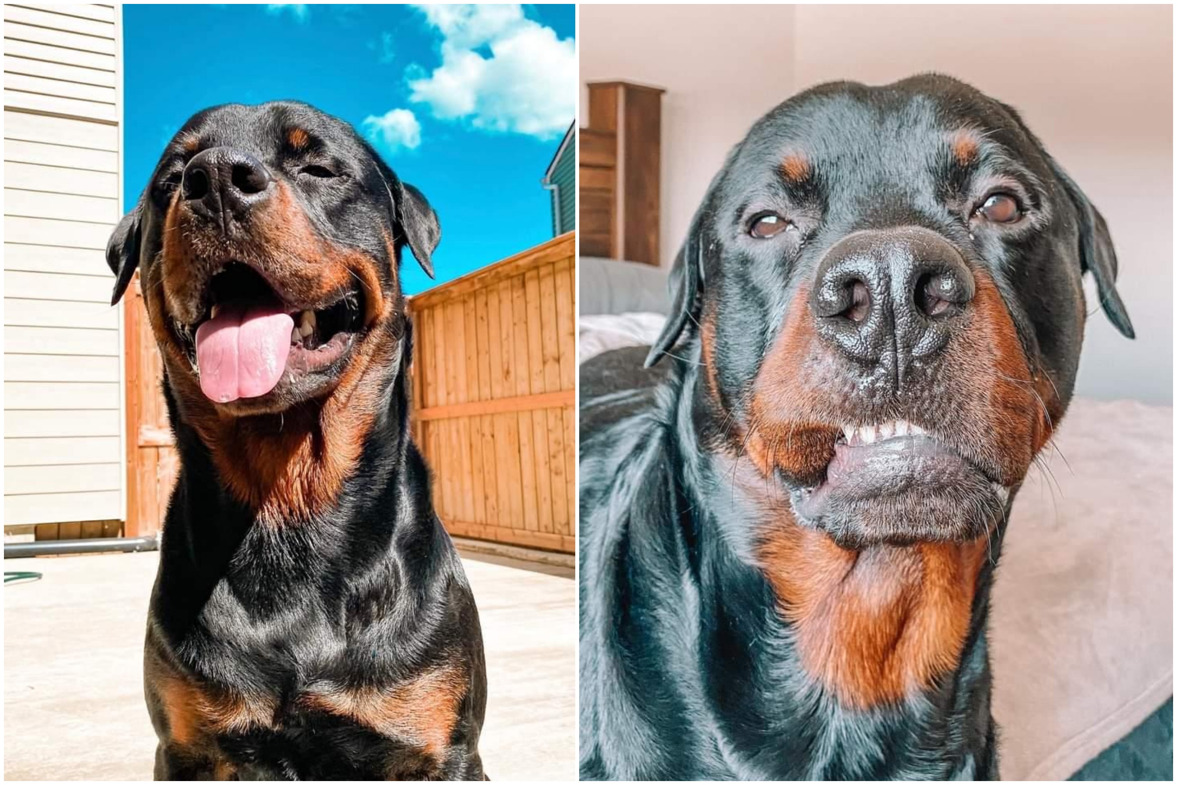 Rottweiler Aggressively Barking At Owner Leaves Internet In Stitches