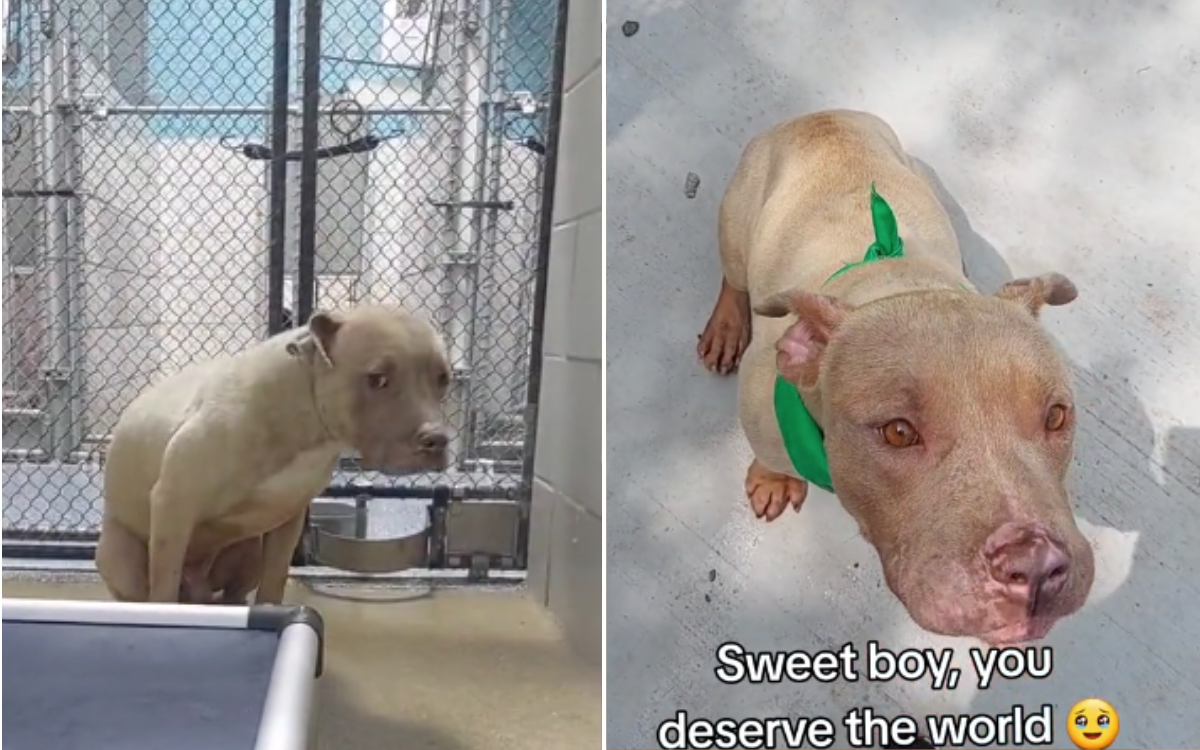 “Terrified” rescue pit bull transformed thanks to volunteer’s kind gesture
