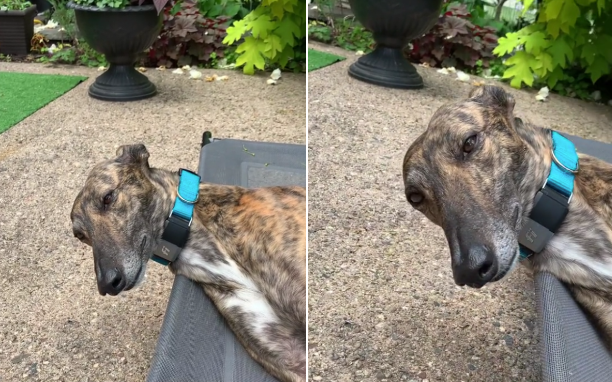 Greyhound’s unusual sleeping position baffles internet: “Invisible pillow”