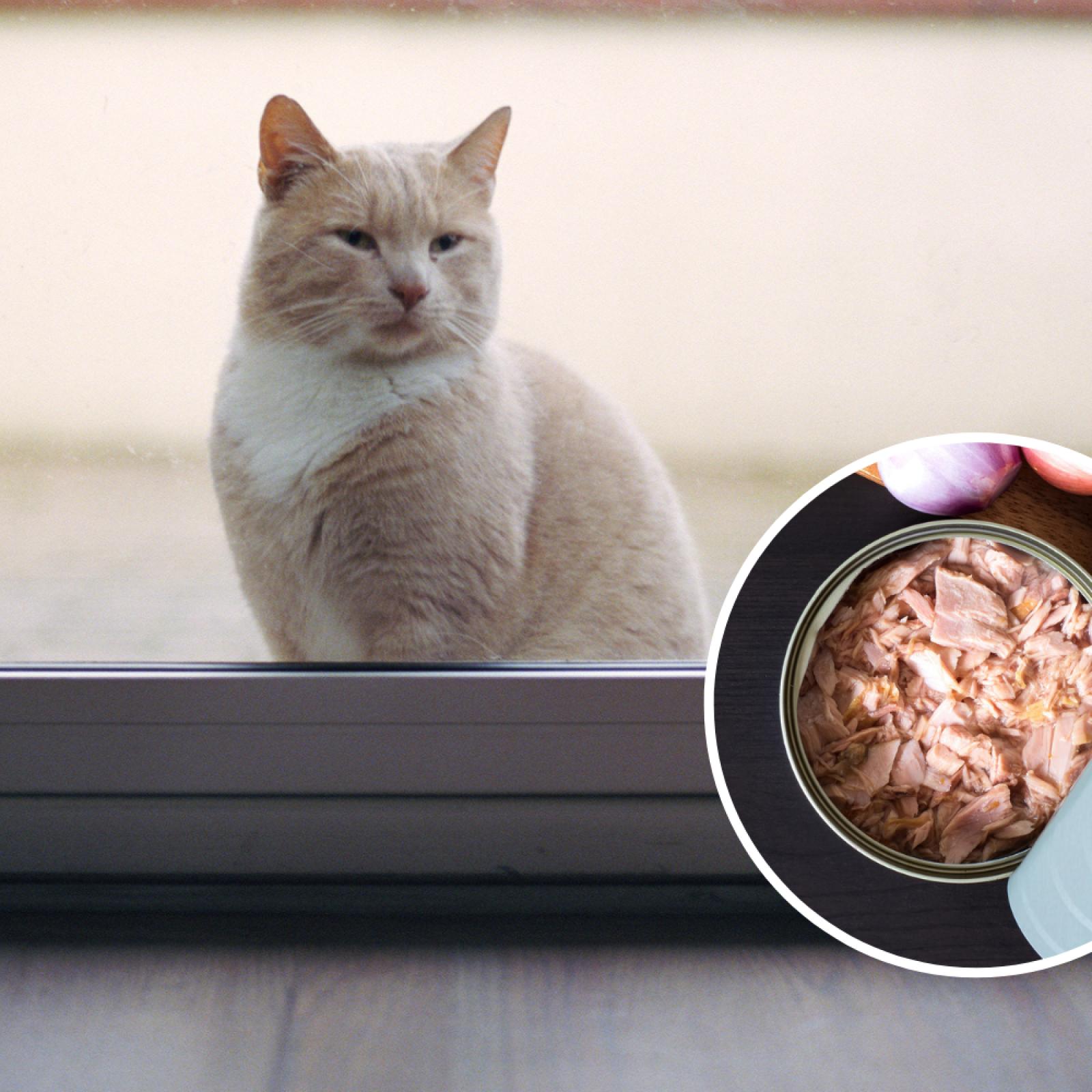 Should you sales feed stray cats