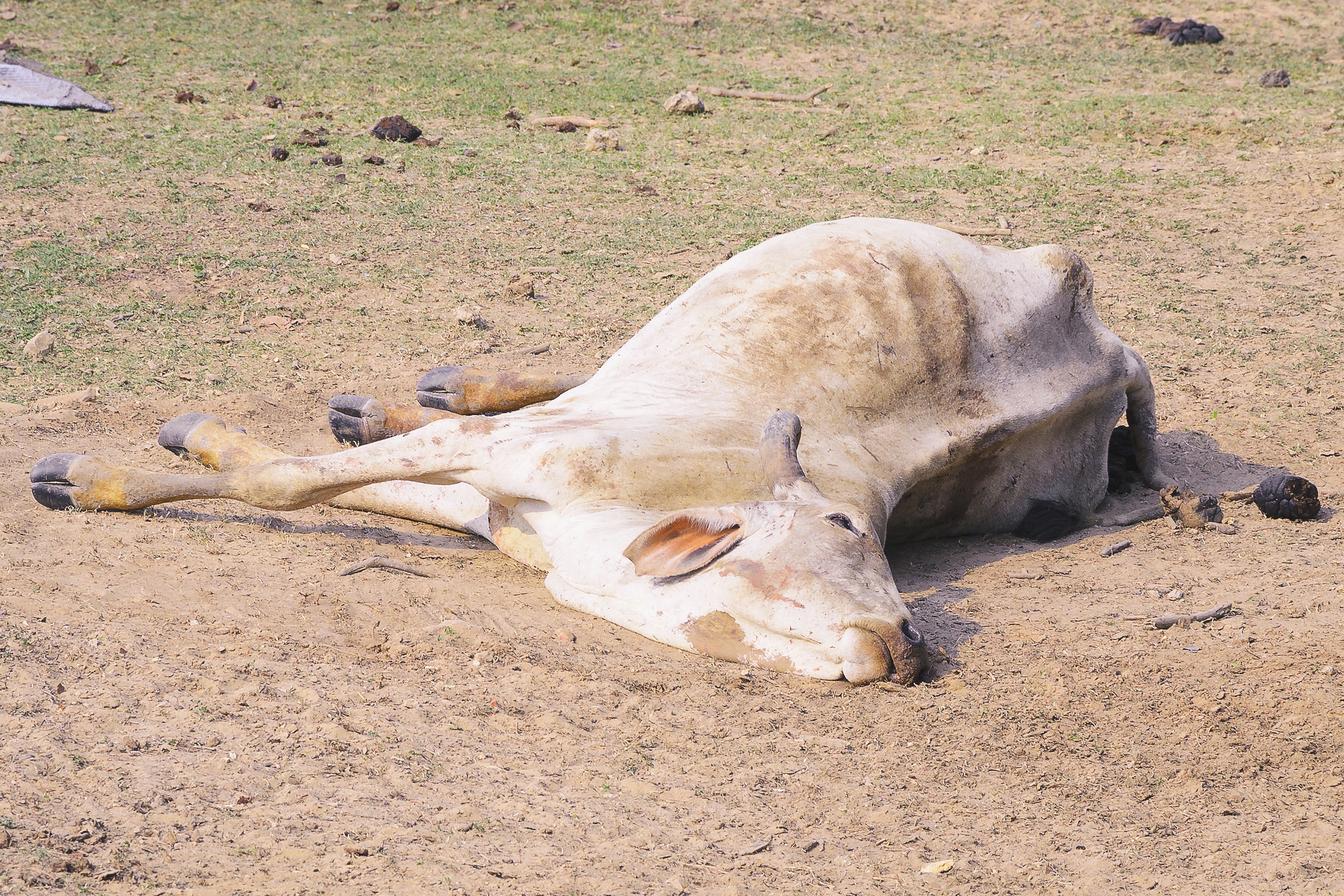 Over 200 cows found dead from suspected poisoning at ranch
