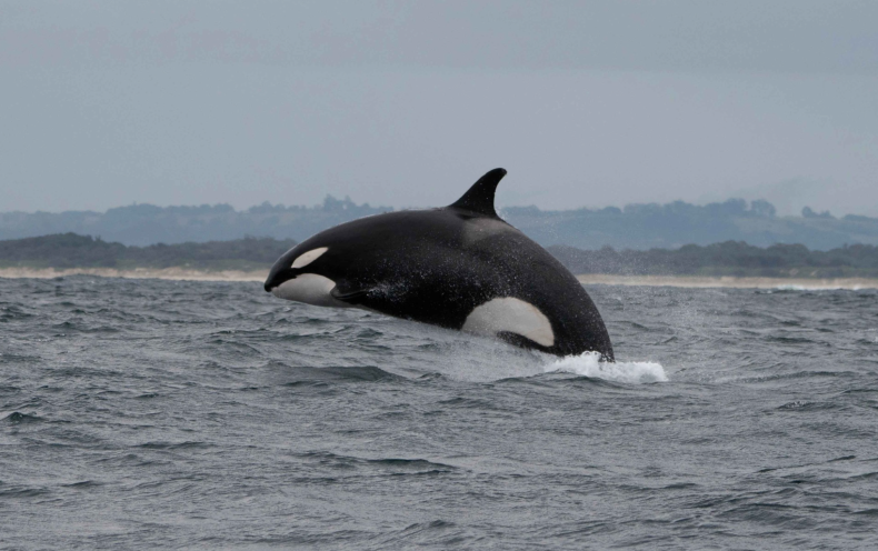 orca leaping