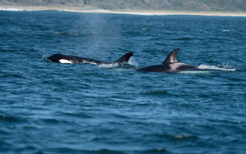 orcas