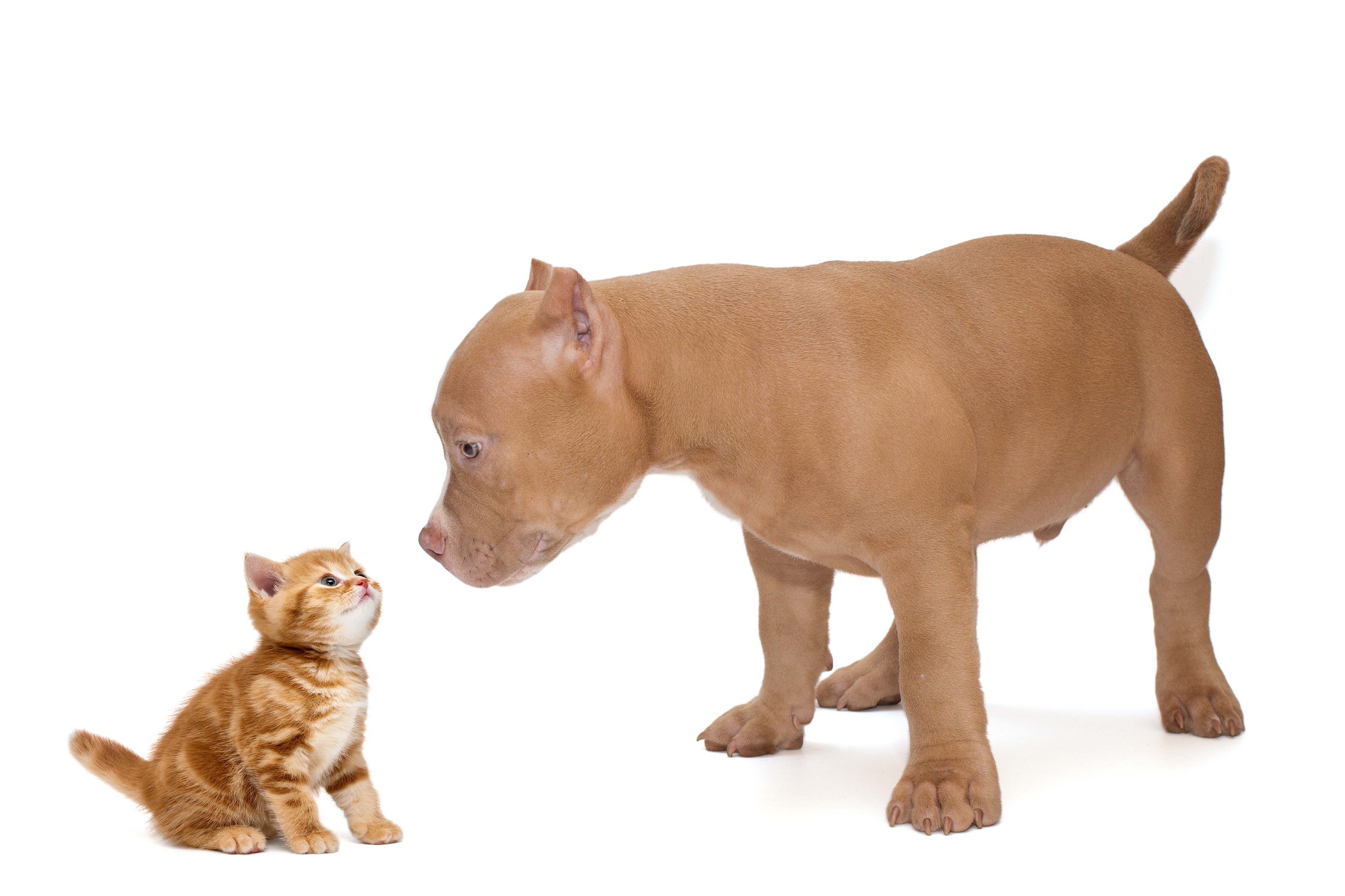 American Bully And Cats?