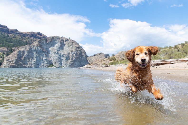 dog who lost mom at beach viral