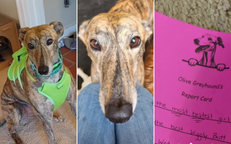 Olive the rescue greyhound.