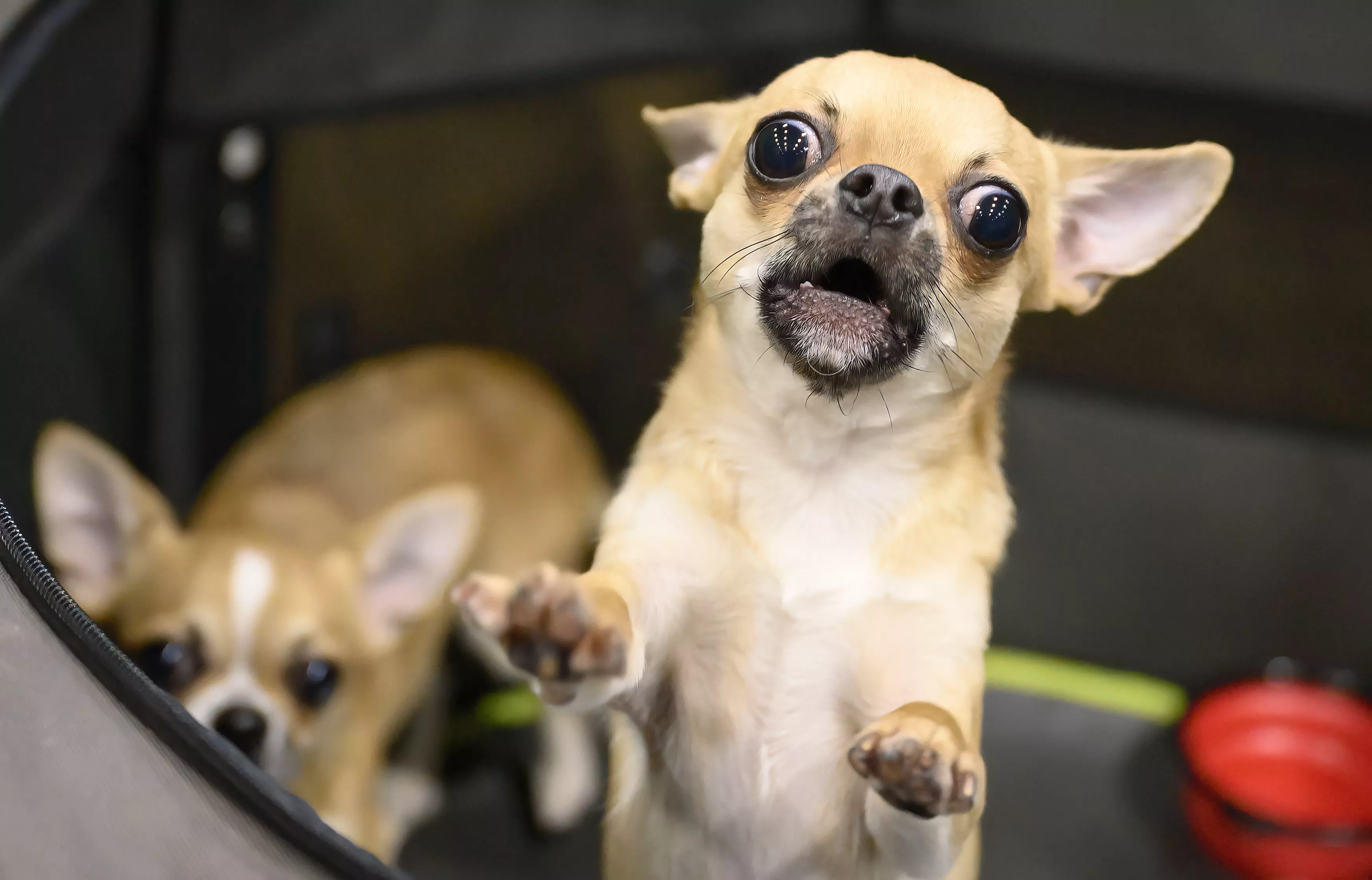 Unleashed Dog