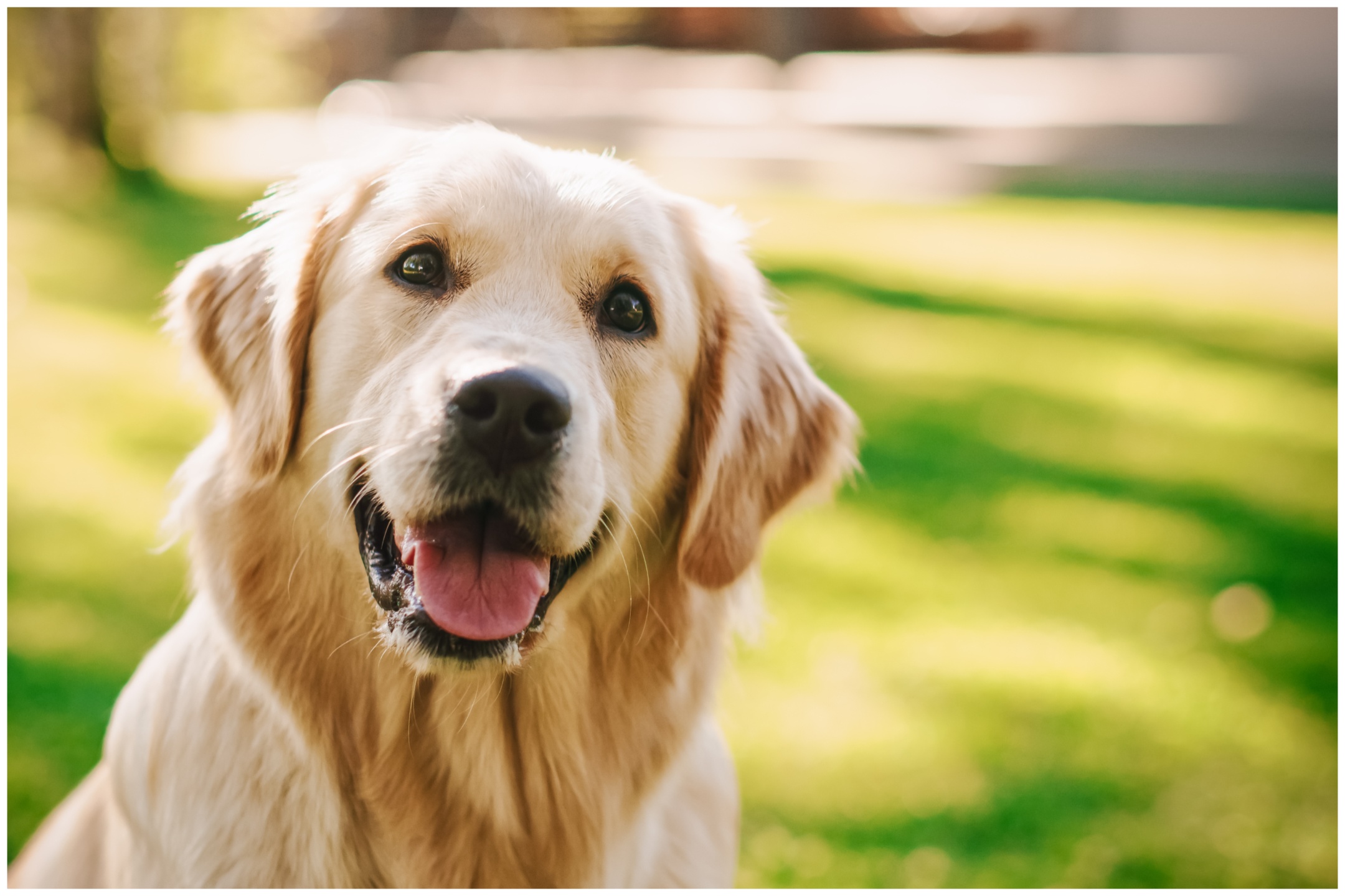 Police Officer Under Investigation for Fatally Shooting Escaped Labrador Police Officer Under Investigation for Fatally Shooting Escaped Labrador